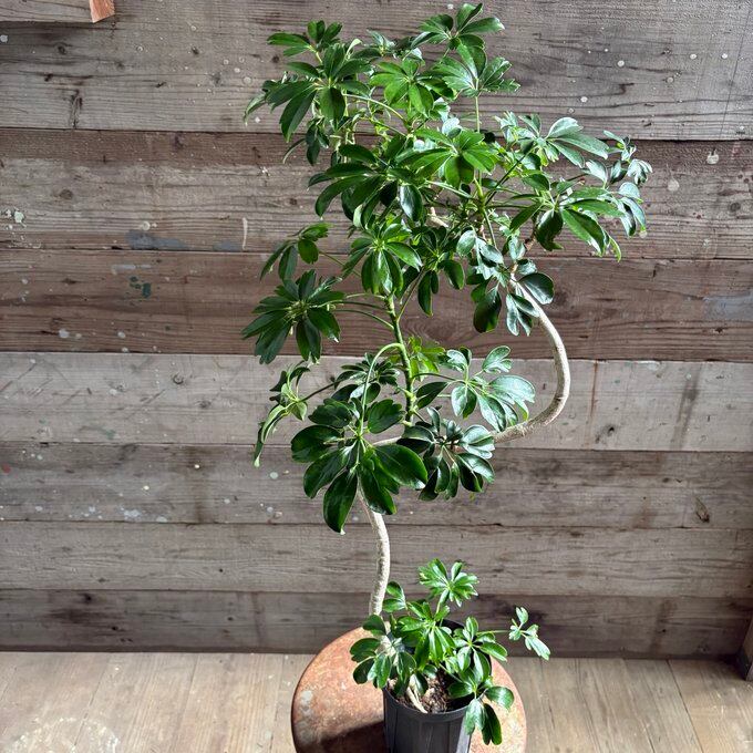 トータム フィロデンドロン 細葉 切れ込み 観葉植物 | 植物の店ベリー