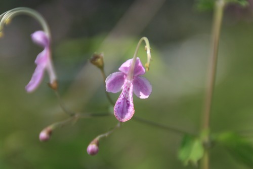 ピンク　カリガネソウ（ピンク雁金草）９ｃｍ〜１０．５ｃｍポット【山野草】の画像
