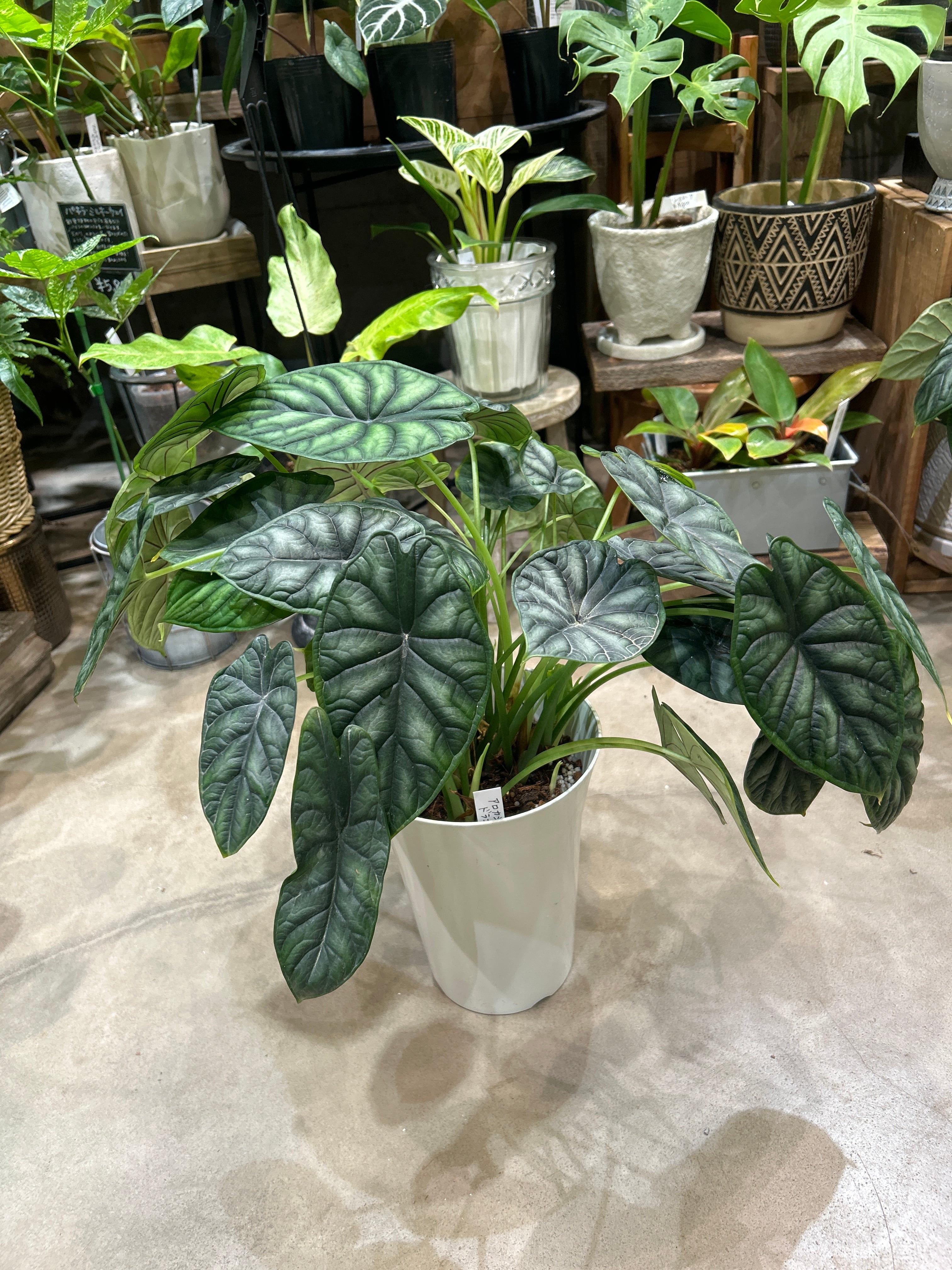 45 アロカシアドラゴンスケール斑入りミント斑激レア