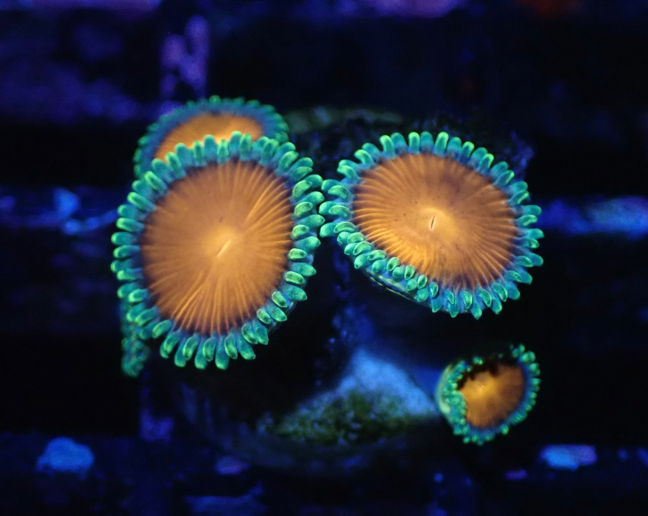 SelectionAussieShip Zoanthus 10