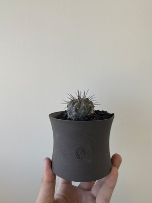 【白肌、棘が極上ワイルド株】Copiapoa dealbata × VALIEM GHOST【俺の黒士冠】コピアポア デアルバータ