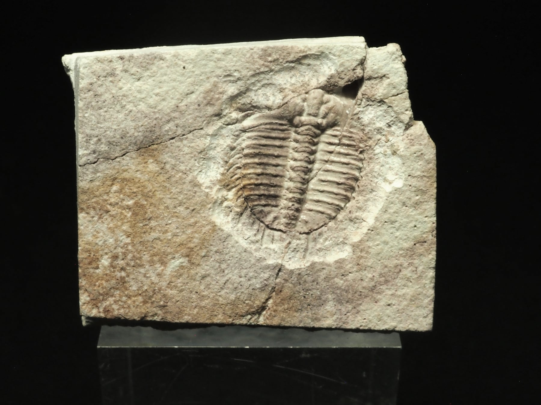 Trilobites / 三葉虫 | 化石・隕石・鉱物の販売 JURASSIC