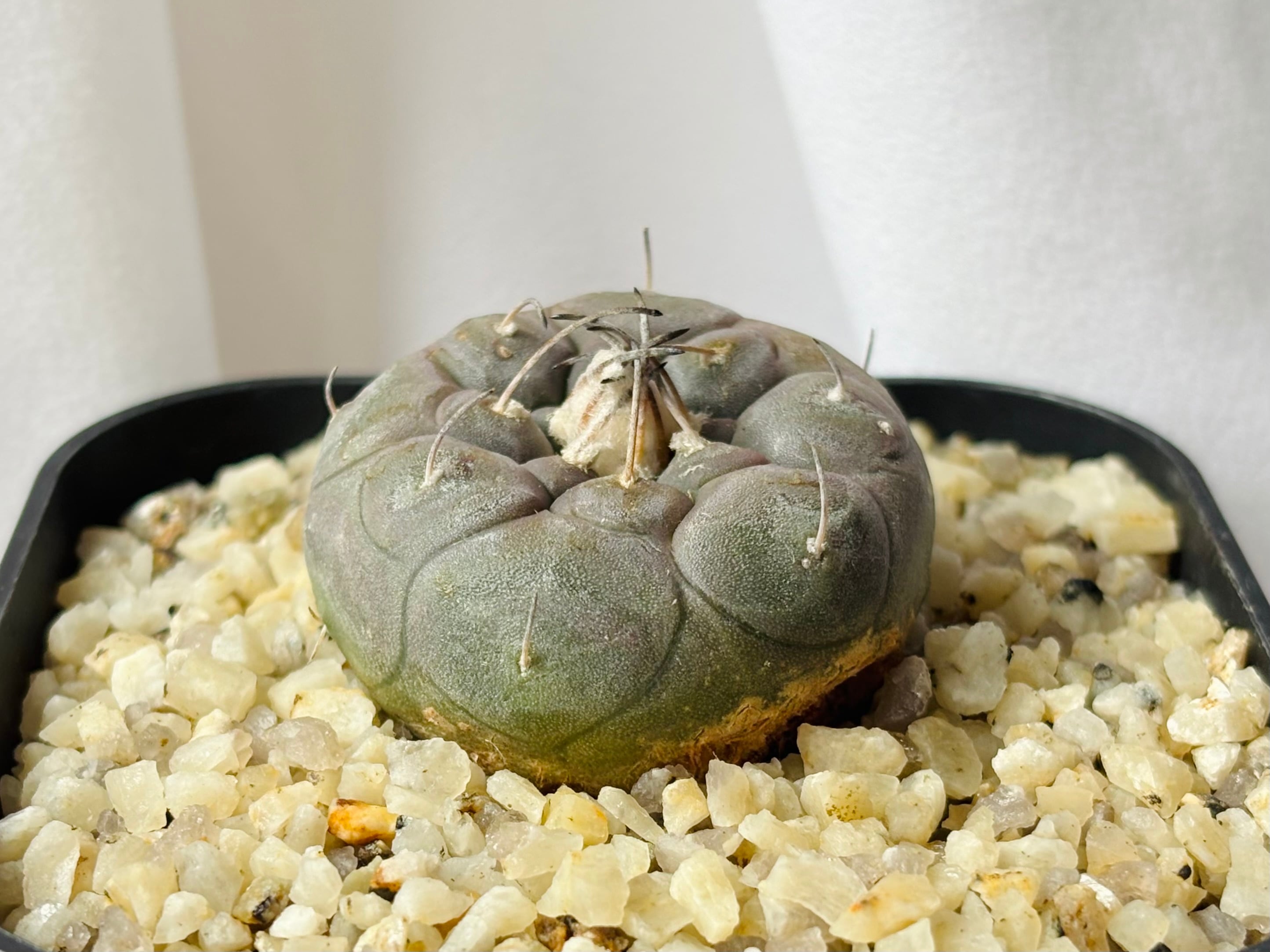 Turbinicarpus jauernigii ツルビニカルプス ハウエルニギー  サボテン
