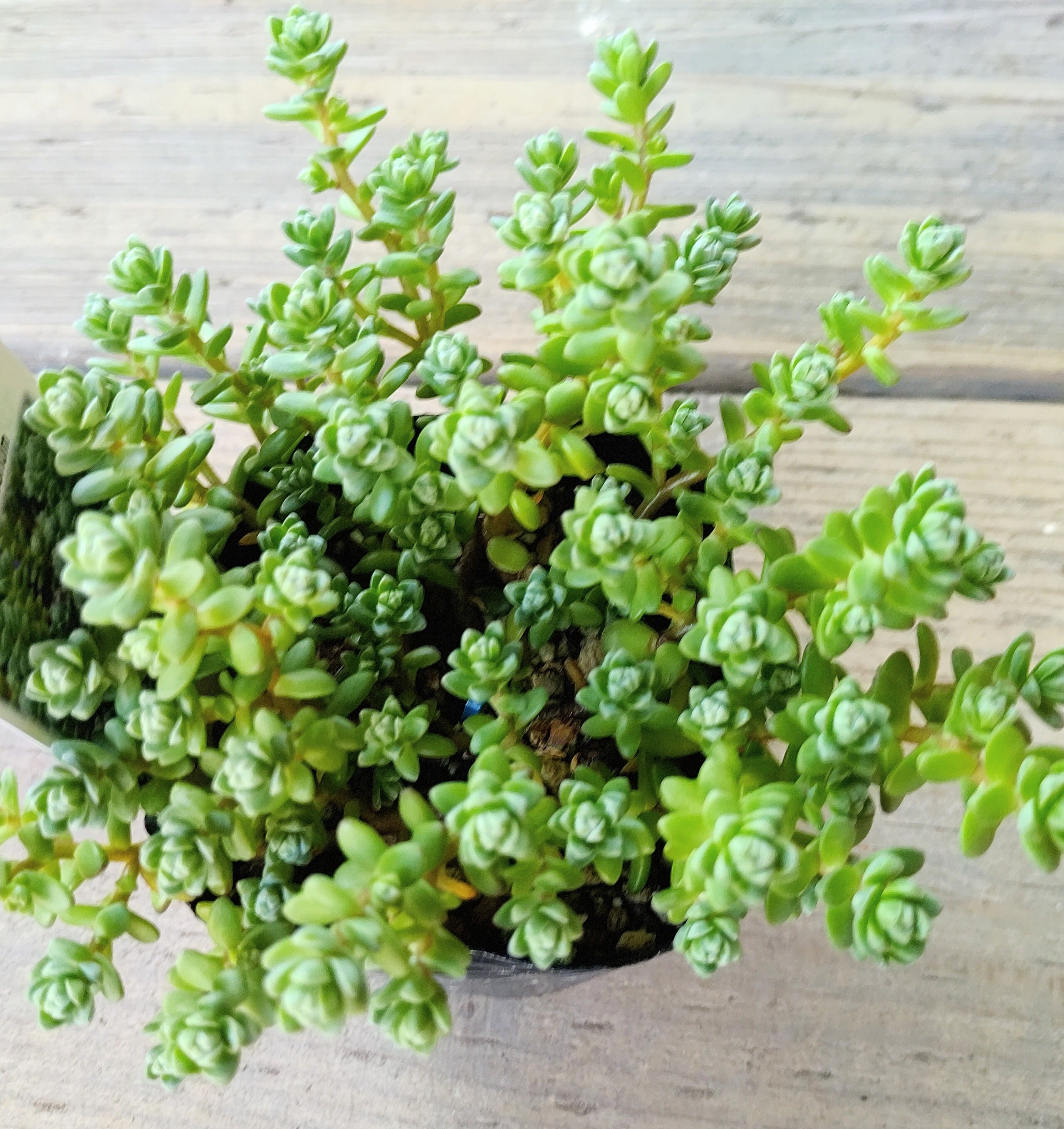 粉雪 | RuPo 多肉植物専門店