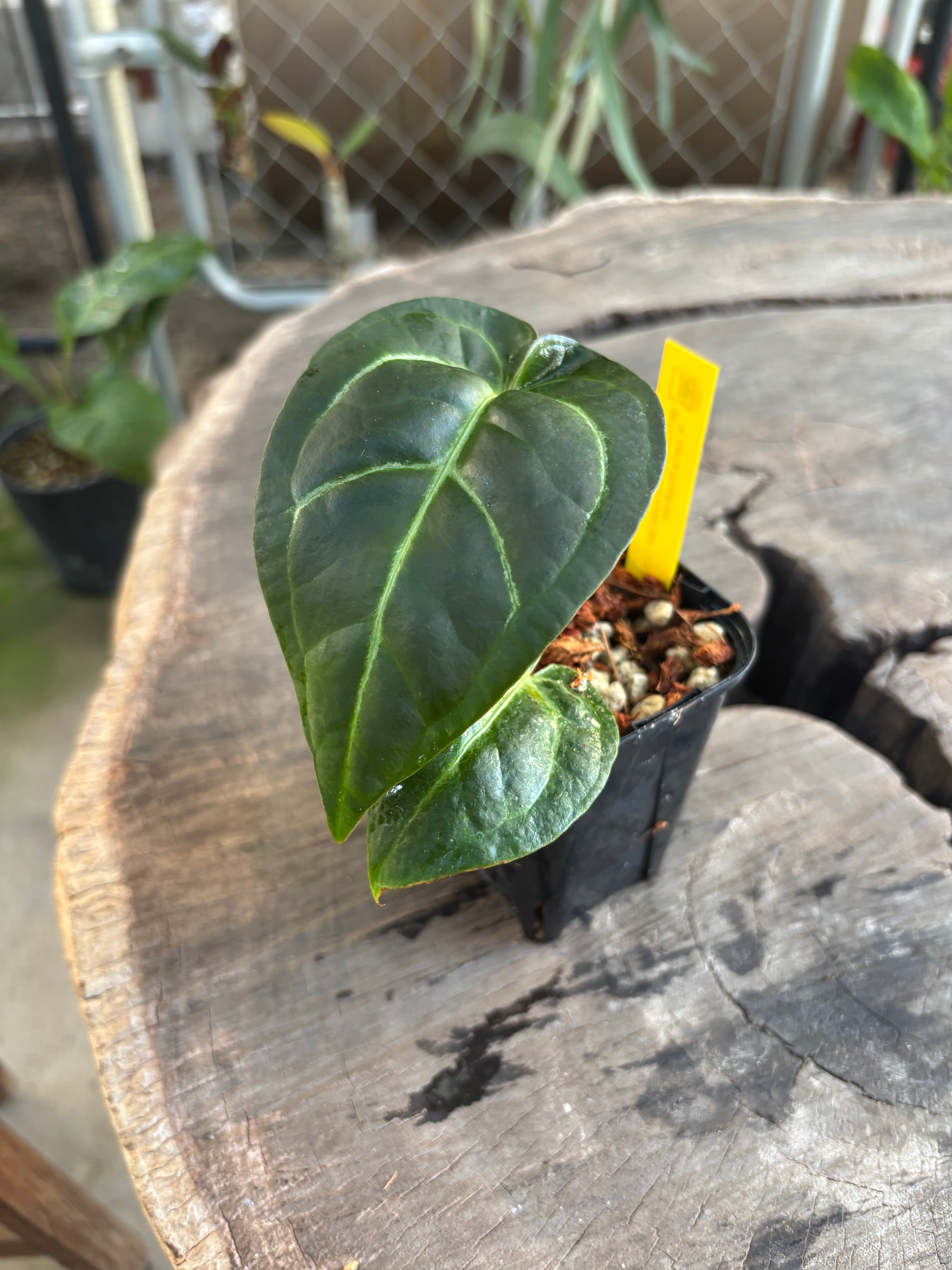 Anthurium | BA PLants