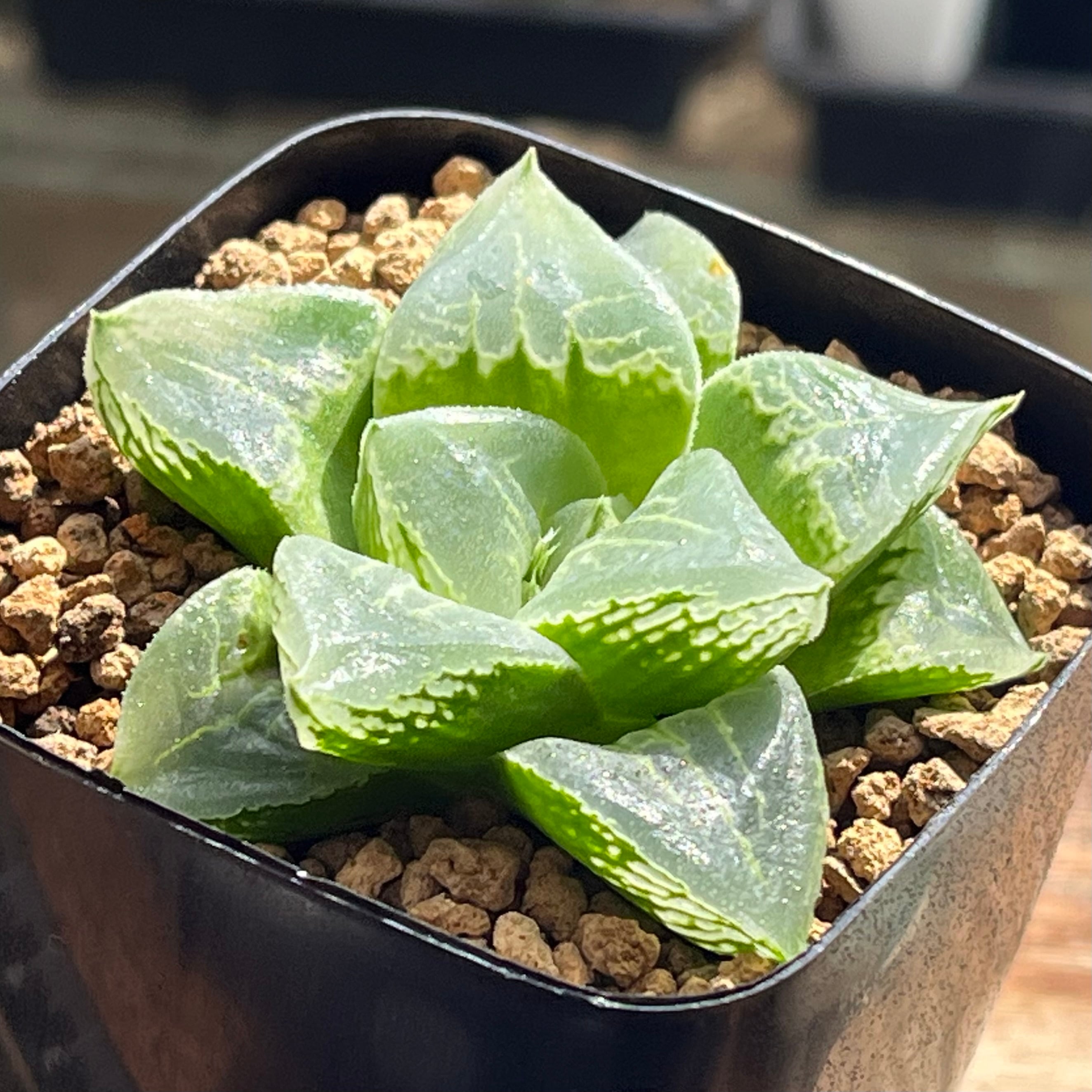 ハオルチア オブツーサ錦 北極の光 | mocono_plants