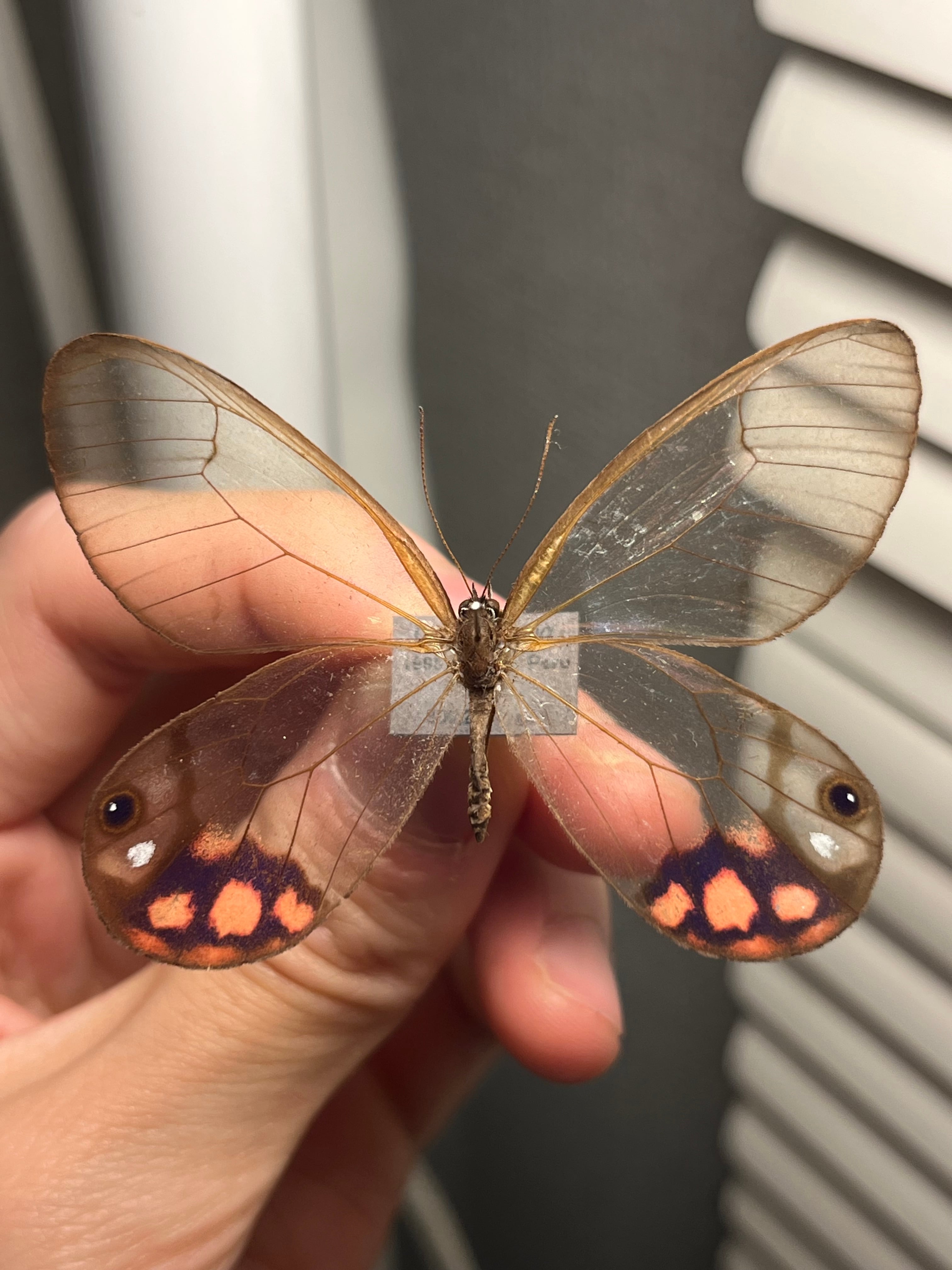 ピロピナスカシジャノメ ベニスカシジャノメ スカシジャノメ 昆虫標本