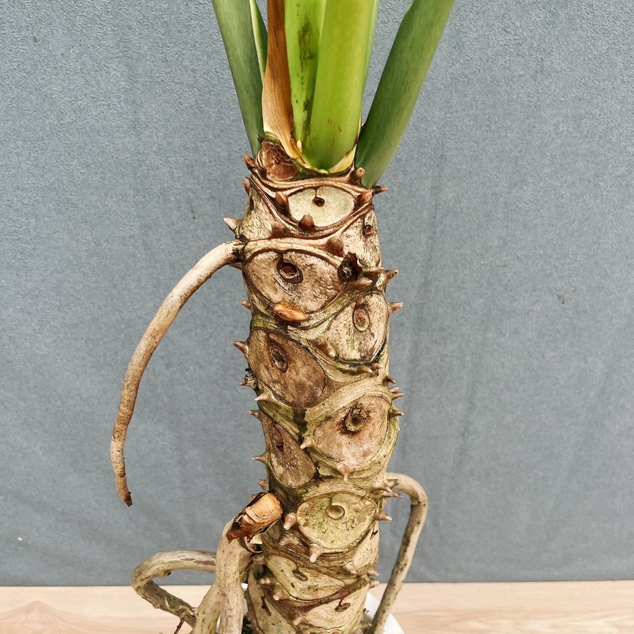 ［現品］R2 フィロデンドロン　セローム　幹上がり　8号　観葉植物　大型　室内 現品］R2 フィロデンドロン セローム 幹上がり 8号 観葉植物 大型 室内