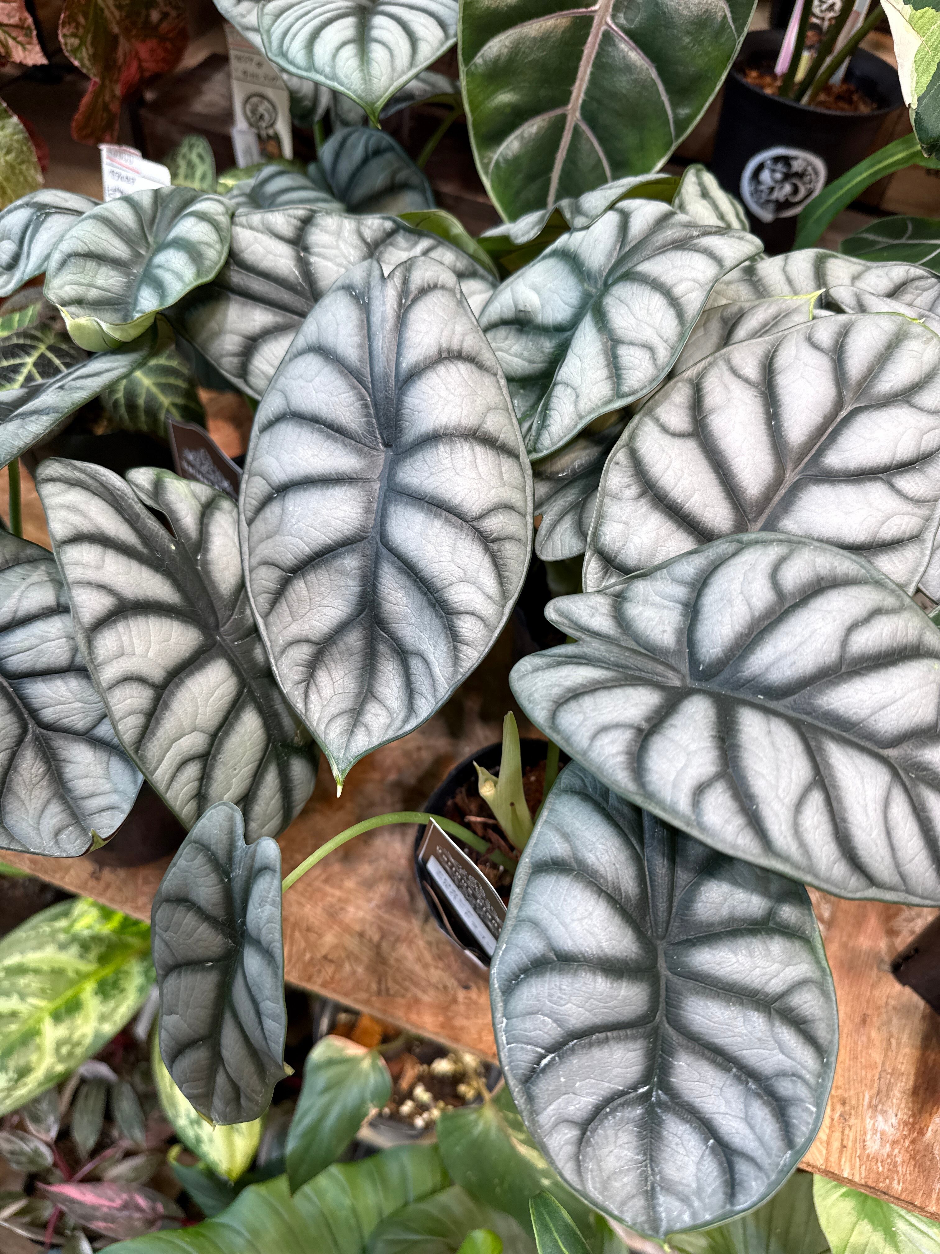 アロカシア シルバードラゴン | Gardenえん 【観葉熱帯植物】