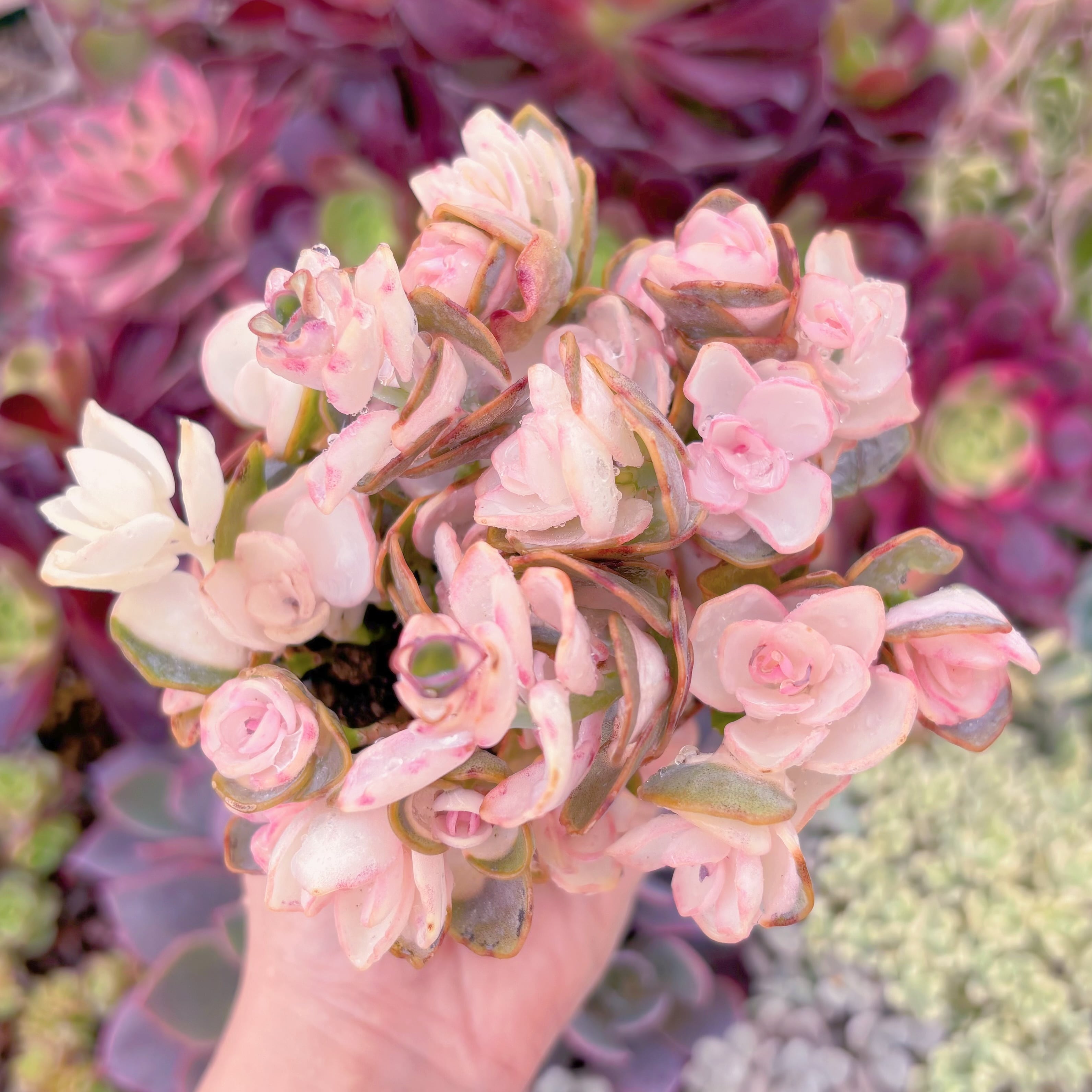 現品　白姬之舞錦#F089　るる農園