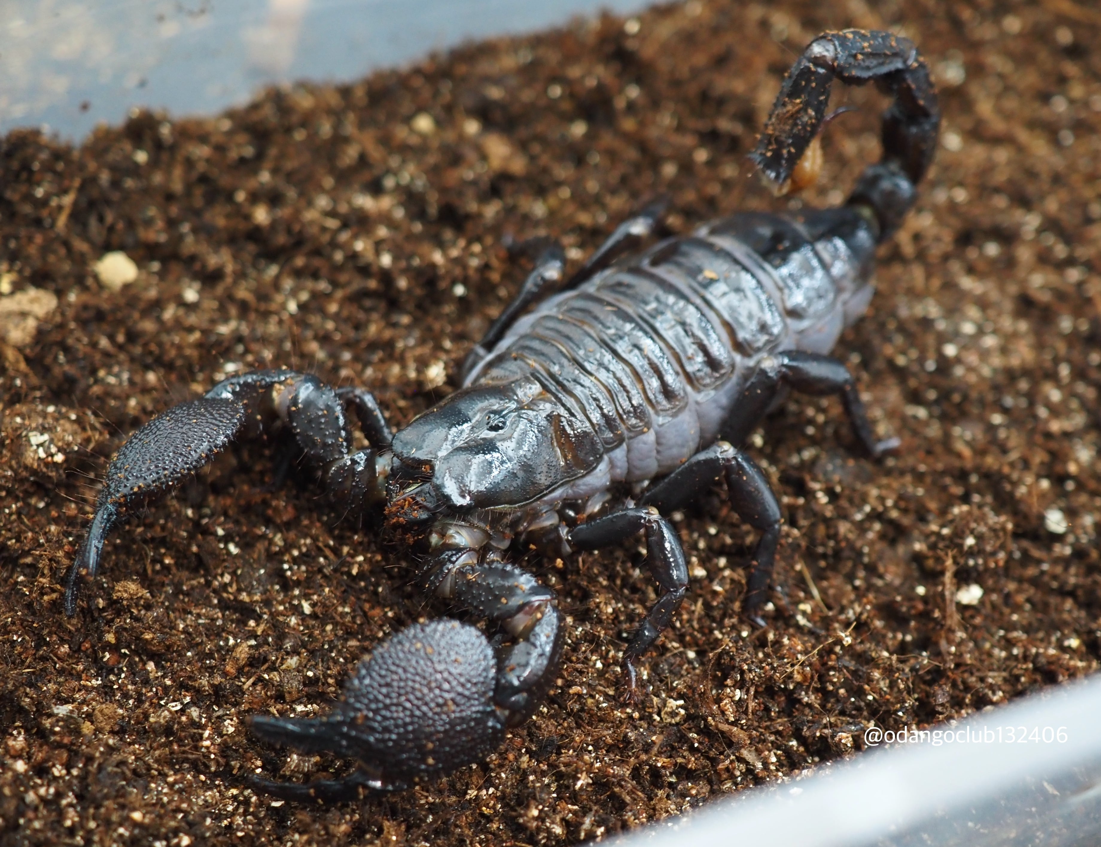 下地島産 ヤエヤマサソリ XLサイズ 1匹 サソリ | おだんごくらぶ