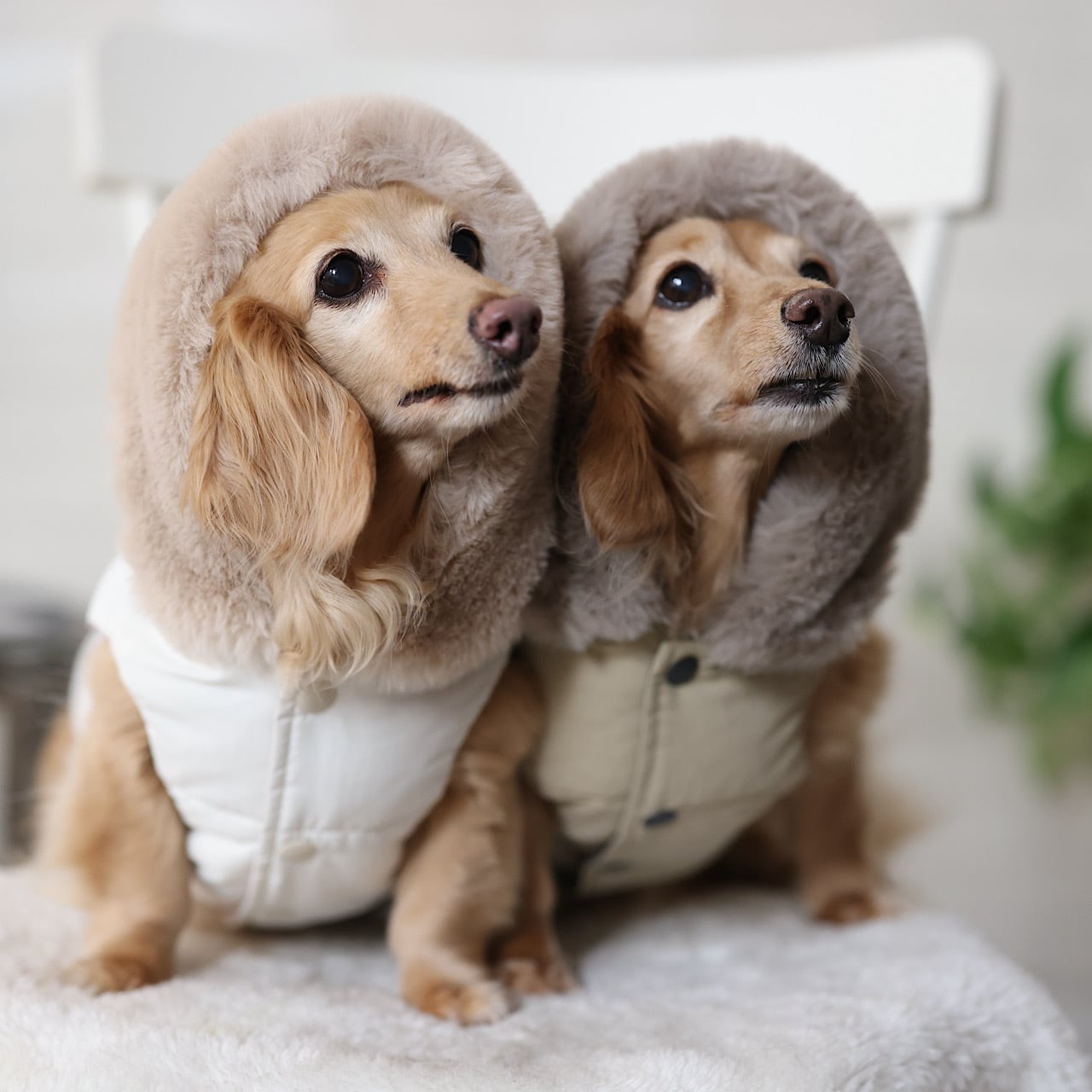 ダウンジャケット/ファーフード【リバーシブル】