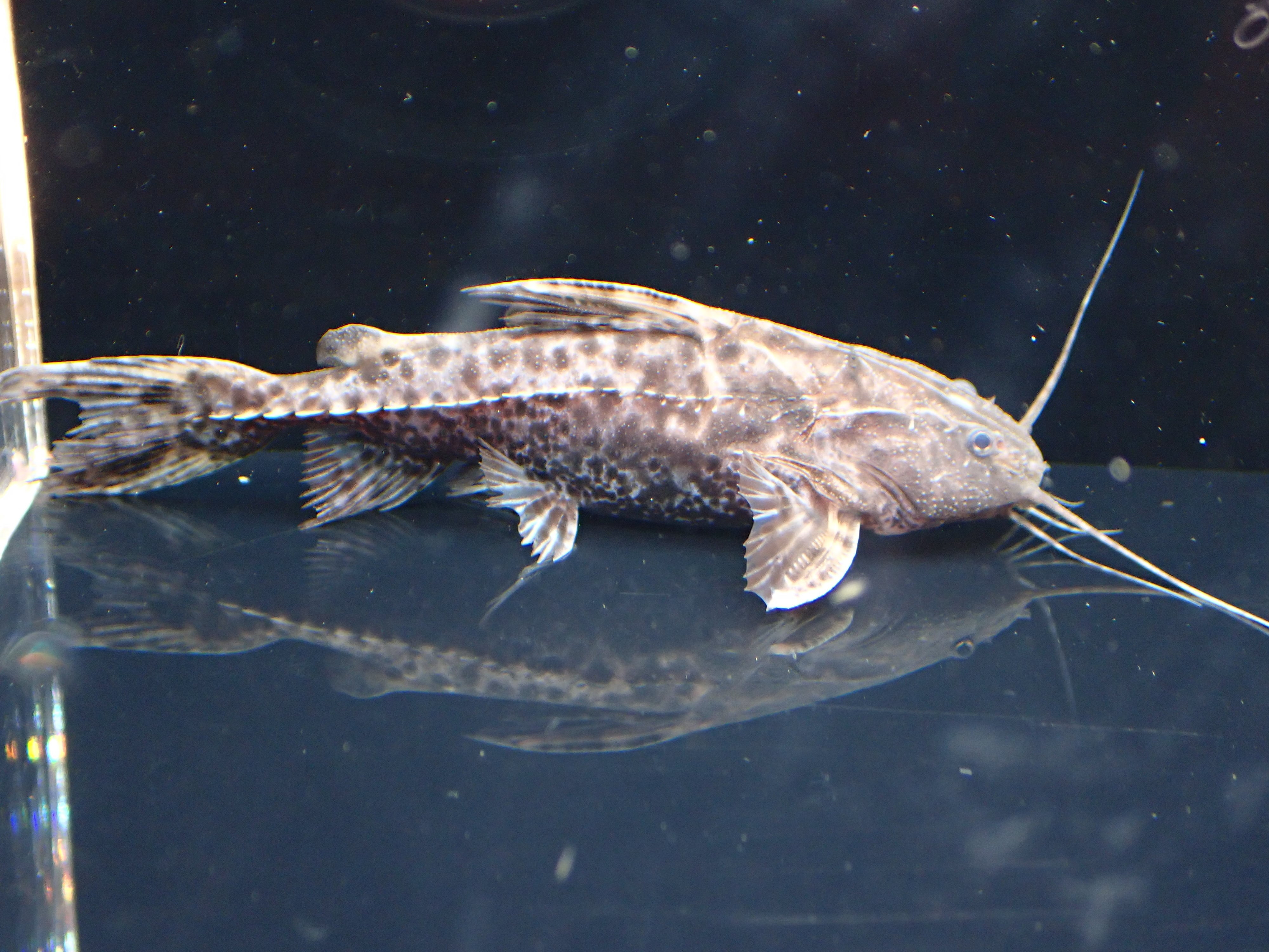 マーブルボドワードキャット(ペルー)