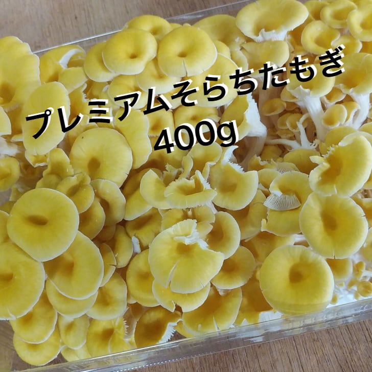 プレミアムそらちたもぎ（たもぎ茸）400g | 【たもぎ茸がおいしいお店