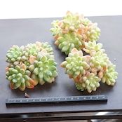 発根済カット苗 ダフネ Echeveria 'Daphne'