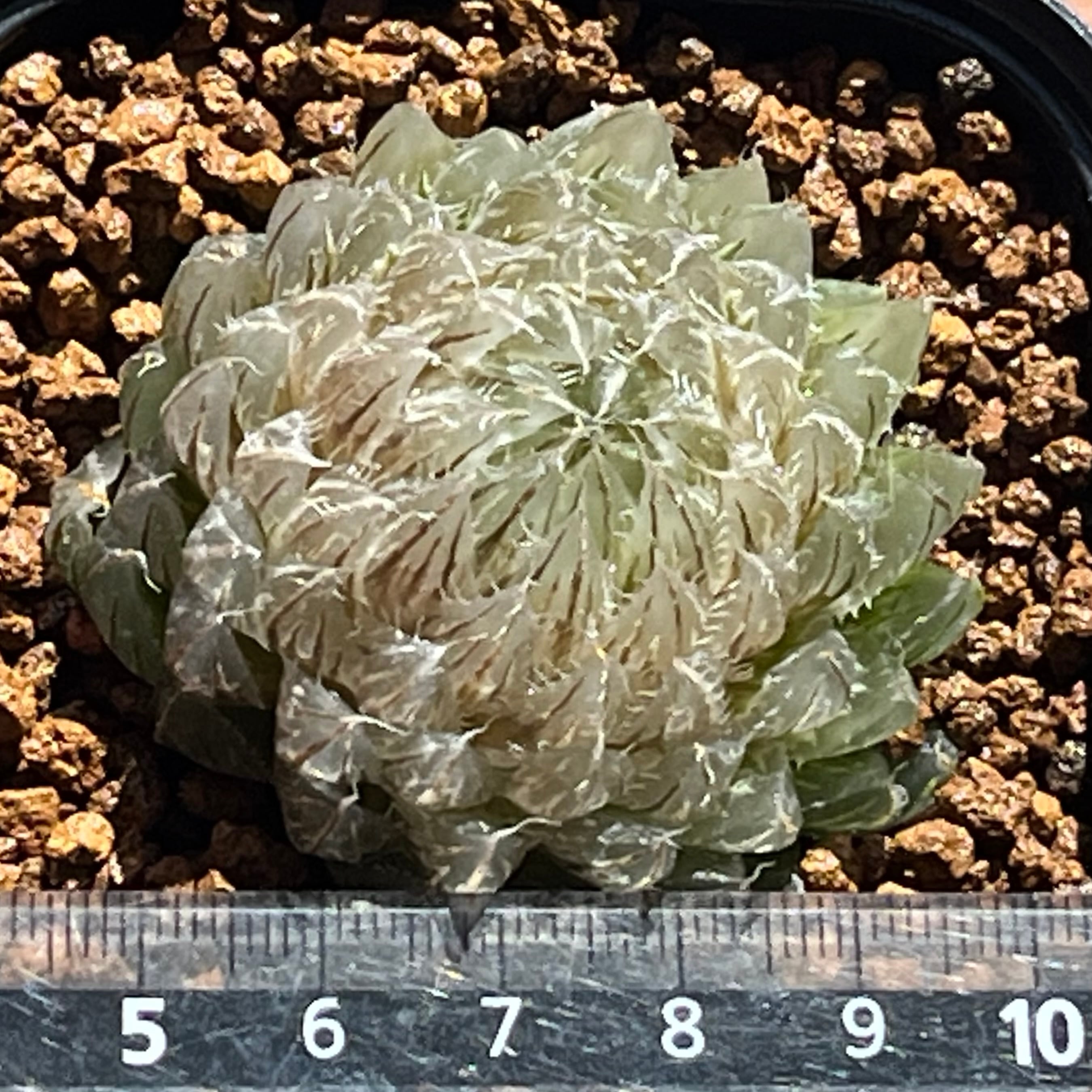 ハオルチア 翠雲錦 | mocono_plants