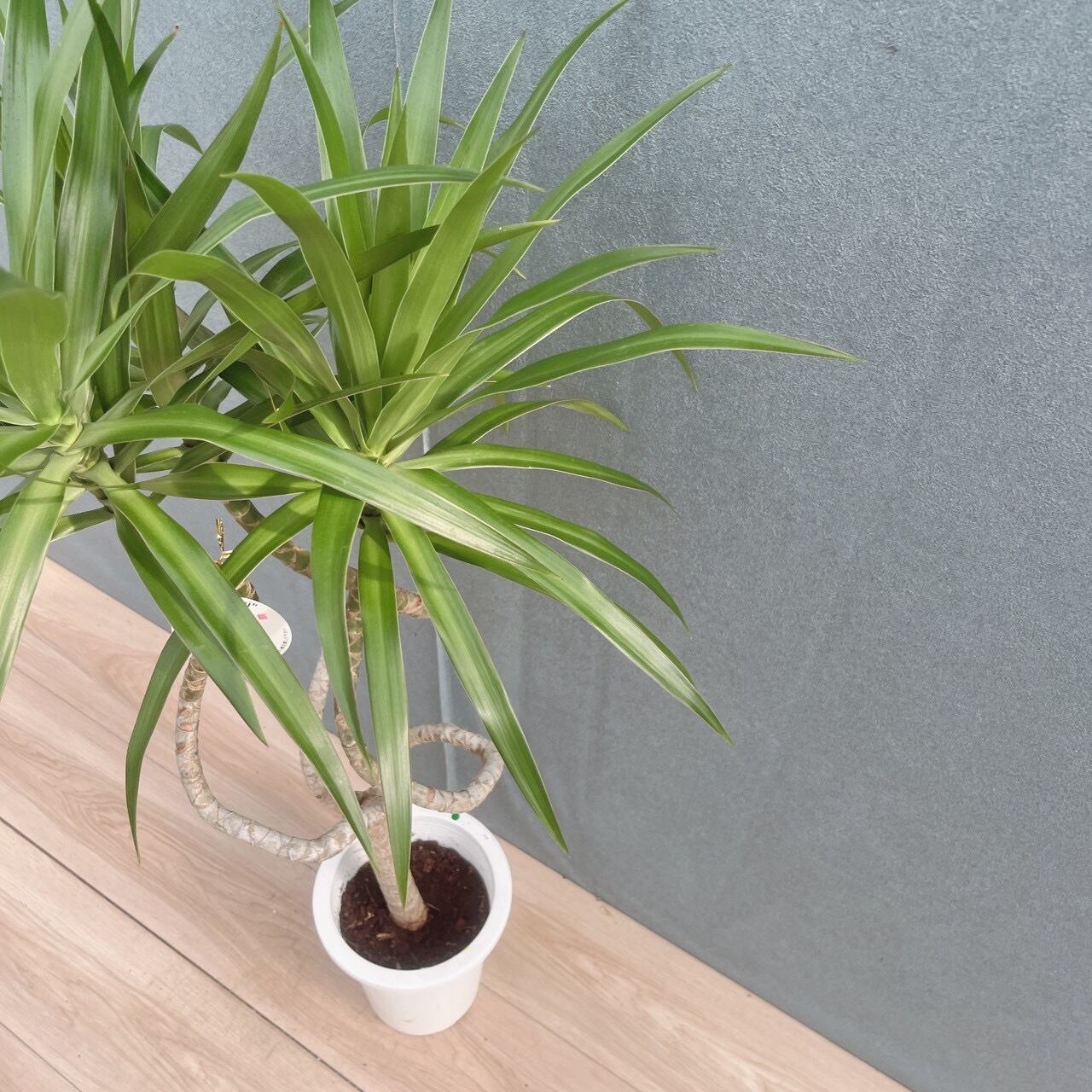 現品］【希少】9番 ドラセナ ナビー 龍 6号 観葉植物 大型 室内 レア