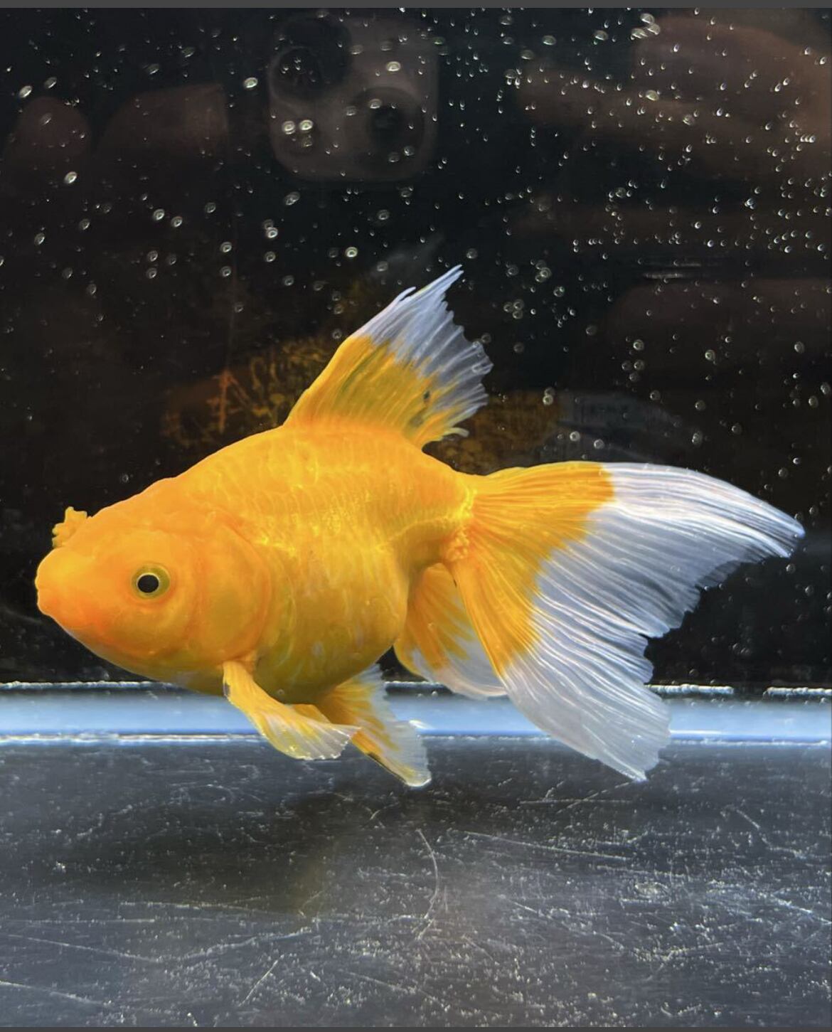 吉野養魚場産 黄金ドラゴンスケール ブロードテール 琉金 金魚 ブロードテール琉金 黄金琉金 一点物