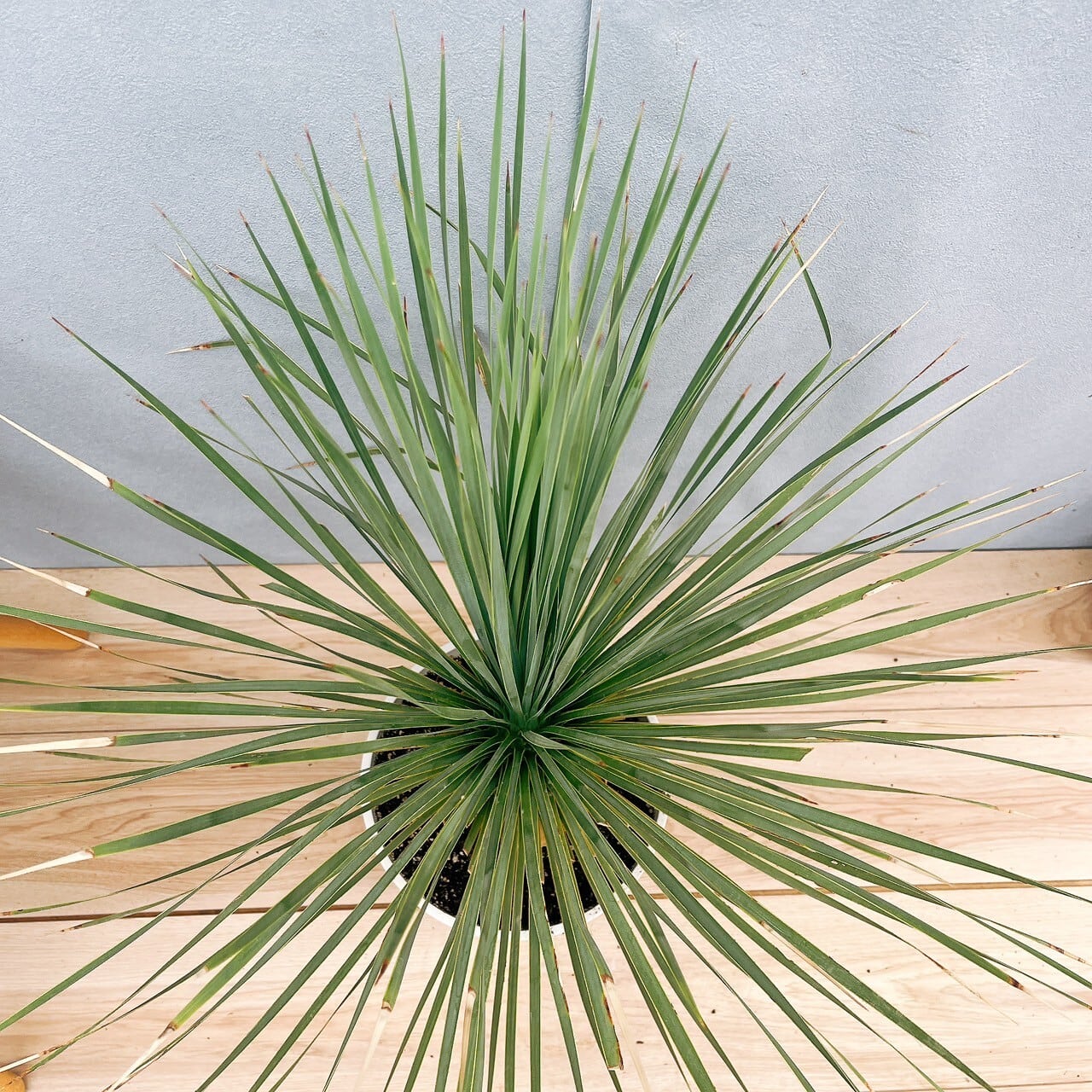 在庫］ユッカ ロストラータ サファイアスカイズ 8号 観葉植物 レア