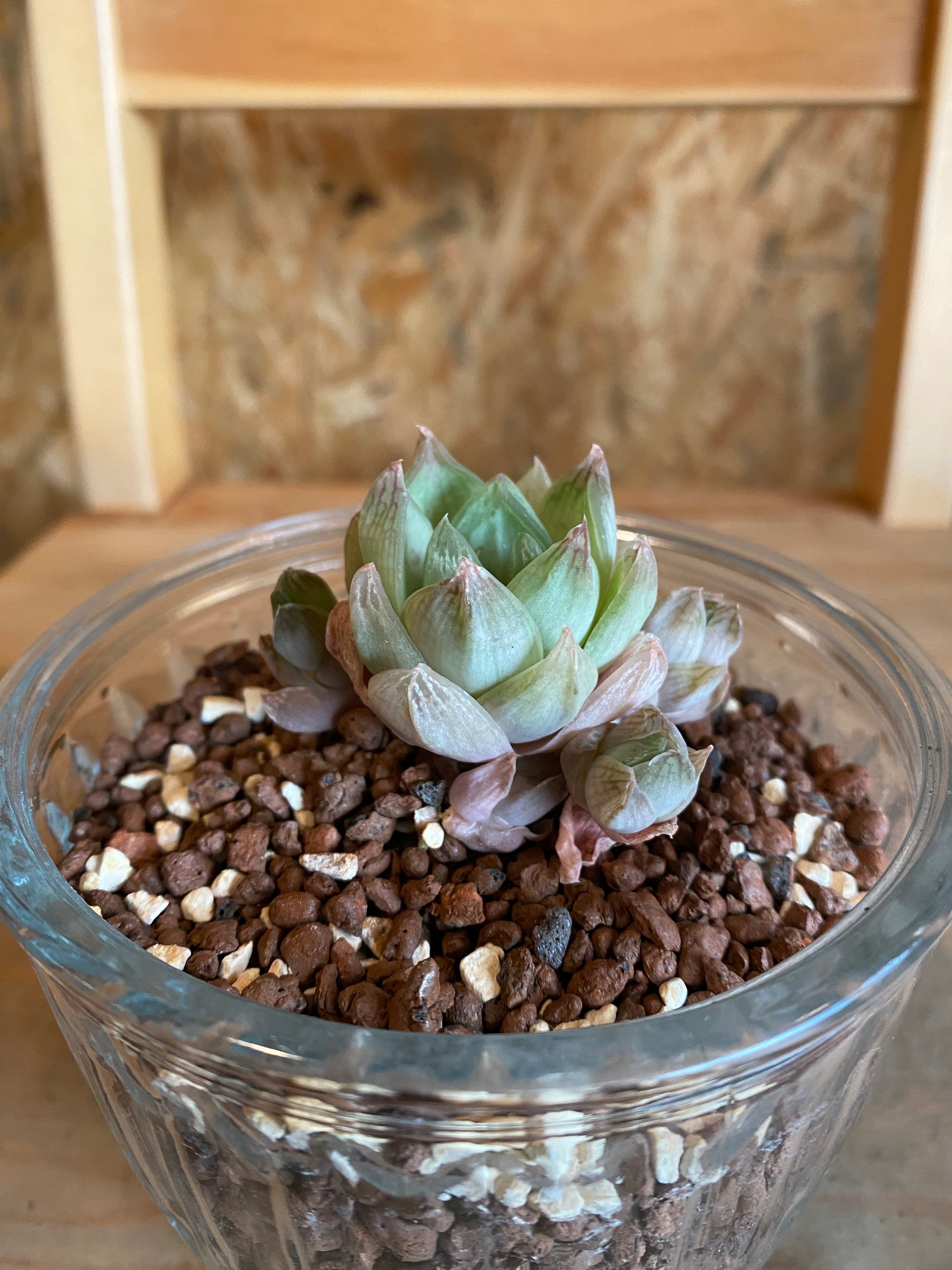 ハオルチア ハイドロ ガラスポッド H13cm W10cm | Garden Varejo