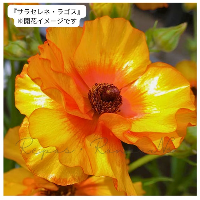 ラナンキュラス ゼオスキン 新品 4点セット ラナンキュラス・ランドセルシリーズ『サラセレネラゴス・ラゴス