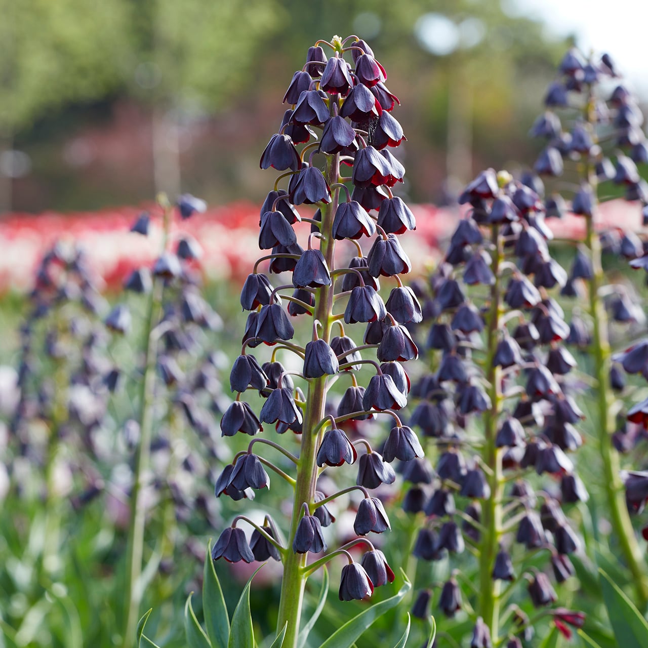 asakombu トリトマ苗 シラーブルーアロー 球根 フリチラリア球根 asakombu トリトマ苗 シラーブルーアロー 球根 フリチラリア球根