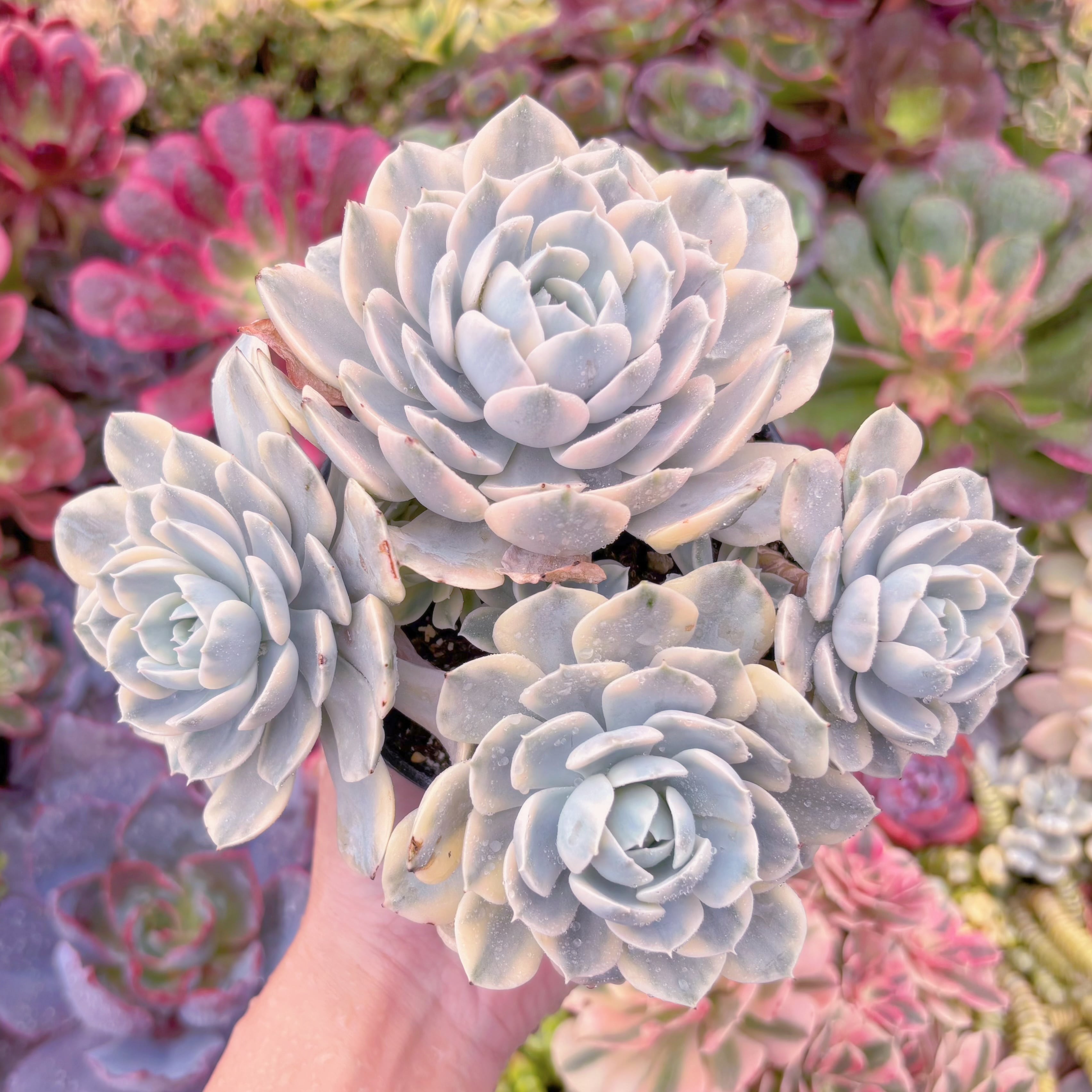 現品　ルヨンニー錦#K019　群生　新入荷　るる農園