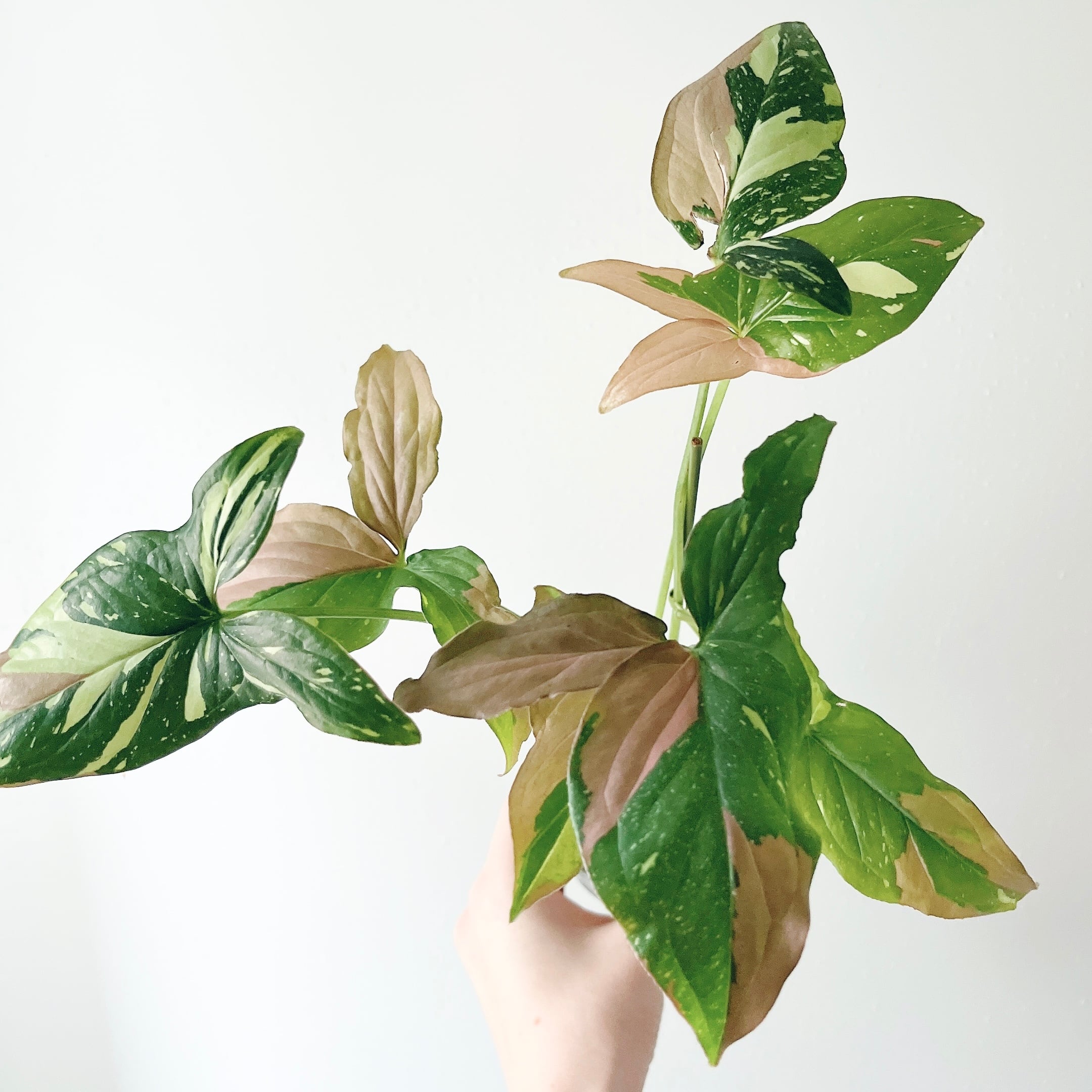 希少》シェフレラ アッシュフォリア XLサイズ 観葉植物 calm cafe