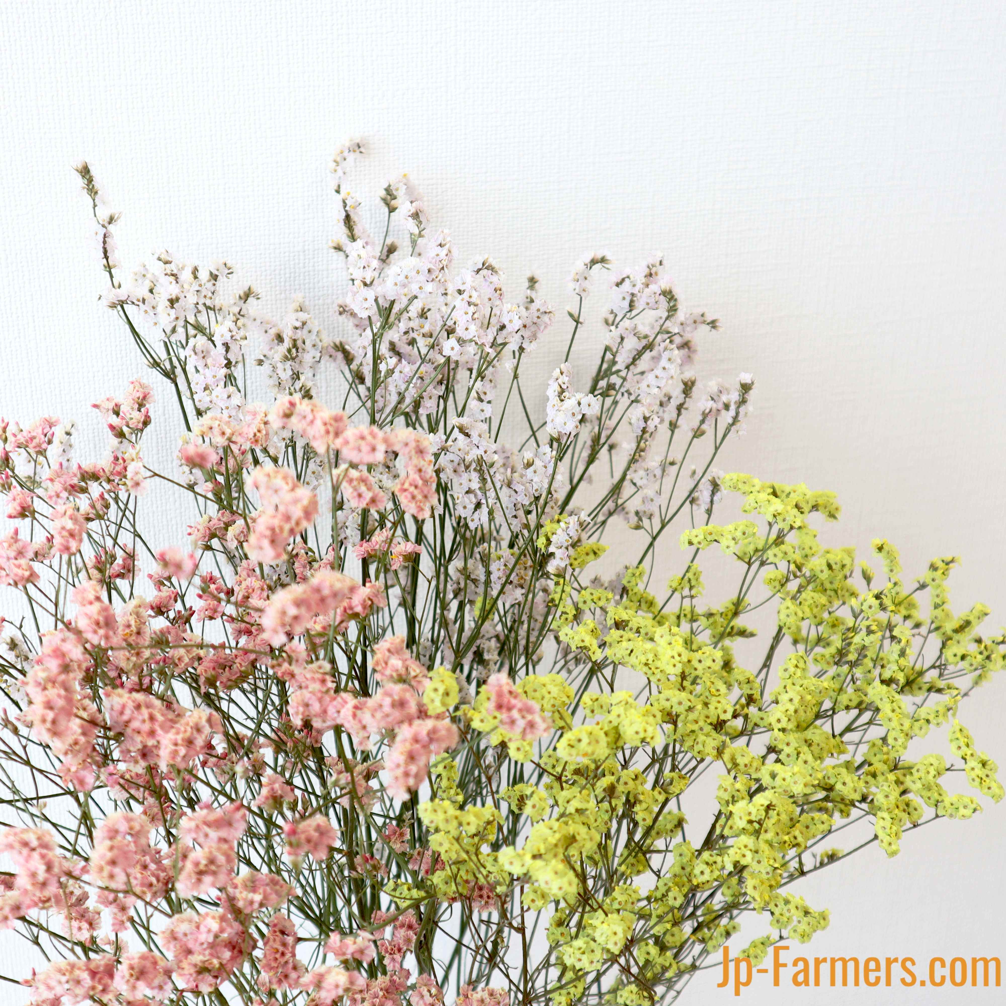 カラフル3色の宿根スターチス ドライフラワー Jp Farmers Com カラフル3色の宿根スターチス ドライフラワー Jp Farmers Com