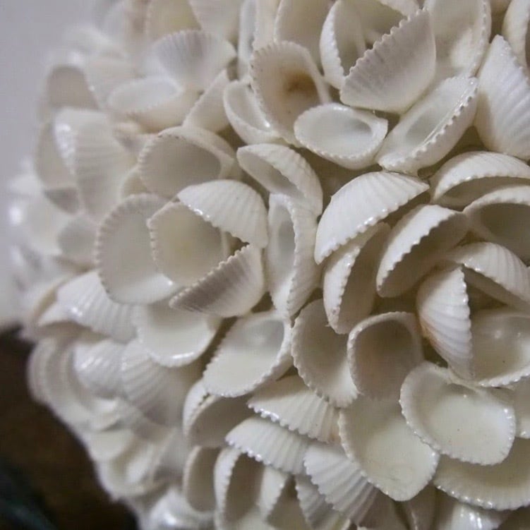 シェルランプ・バラS | Kupu-Kupu27（ クプクプ ニジュウナナ ）