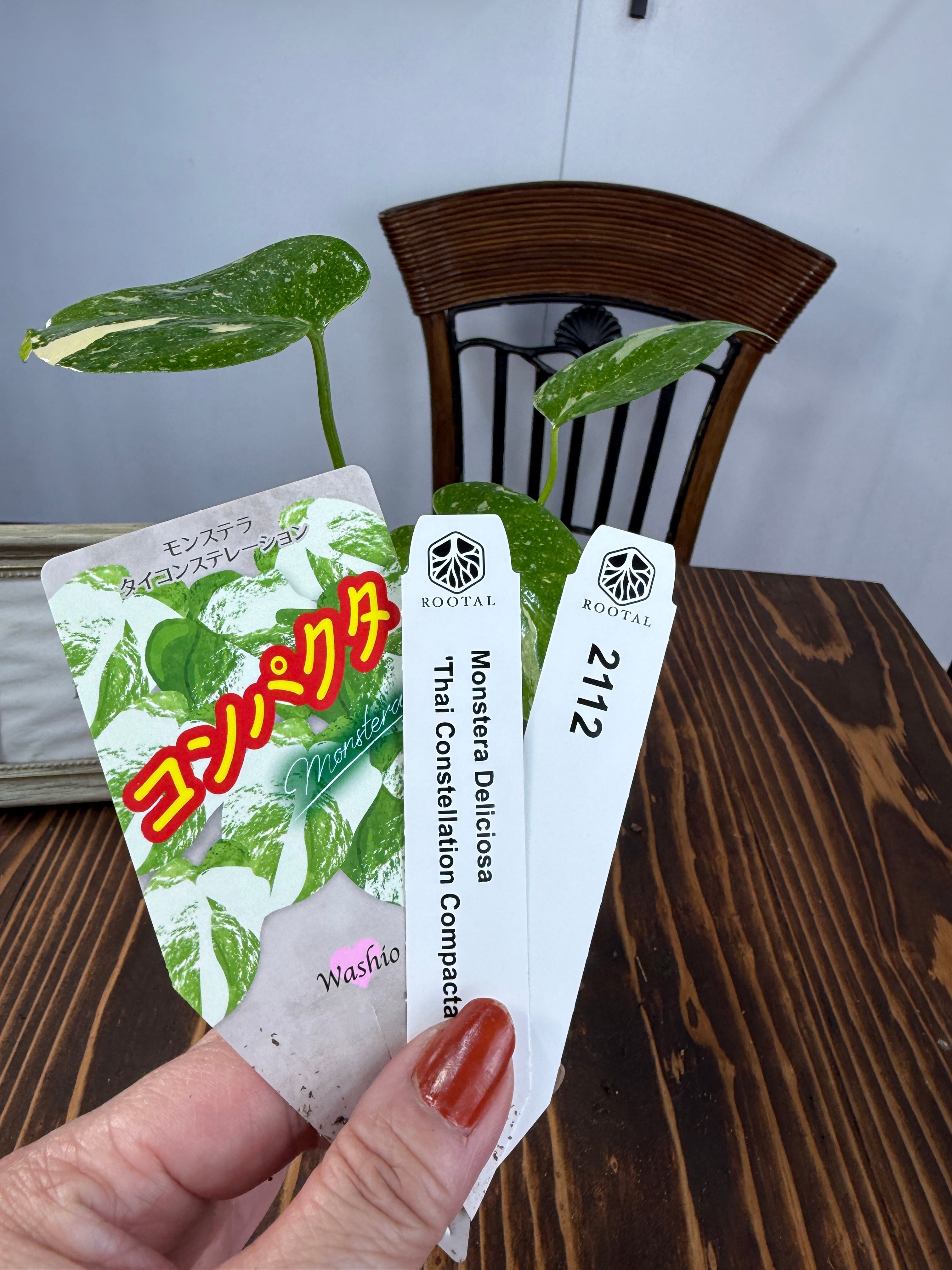 モンステラ | ROOTALPLANTS