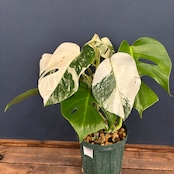 モンステラ ホワイトタイガー (ボルシギアナ) 2株植え【72】