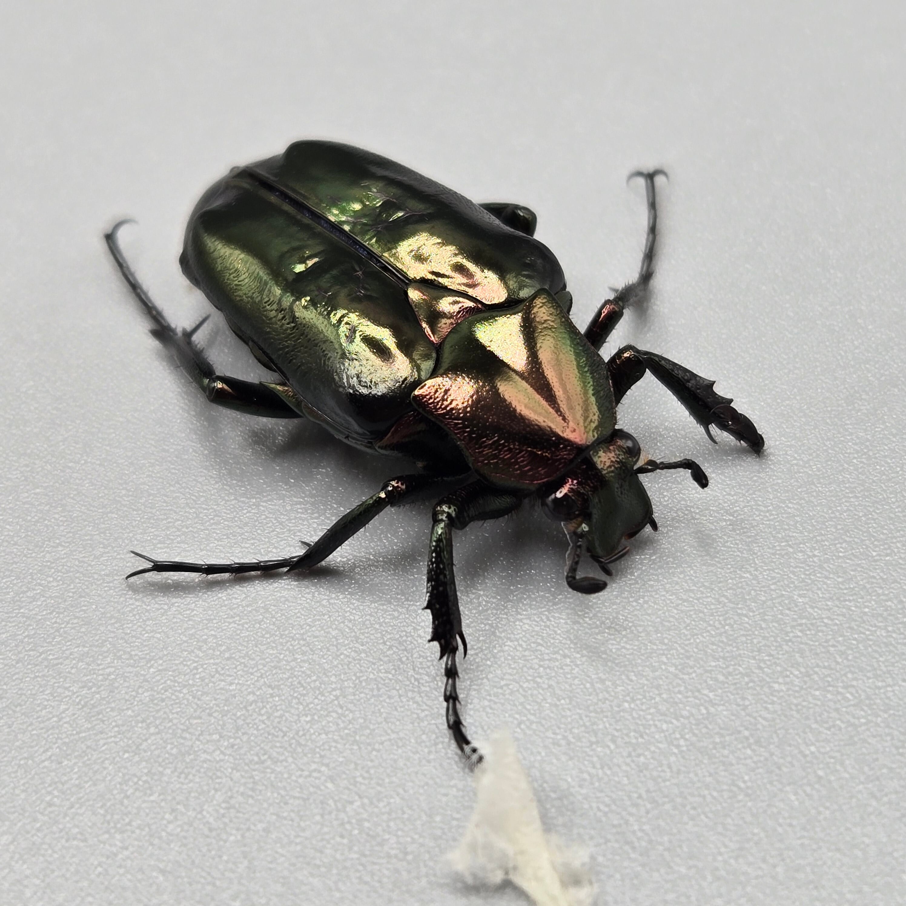 ロドリゲストゲアシハナムグリ ペア ♀B品 | 昆虫専門店 鍬鉄