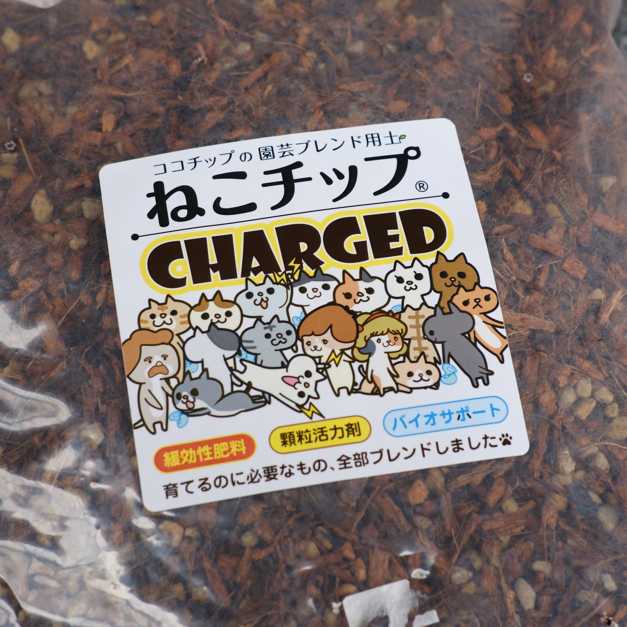 アガベ ゴリ猫　ブツブツ疣猪　2株セット Yahoo!オークション - 「アガベ レッドキャットウィーズル」の落札相場