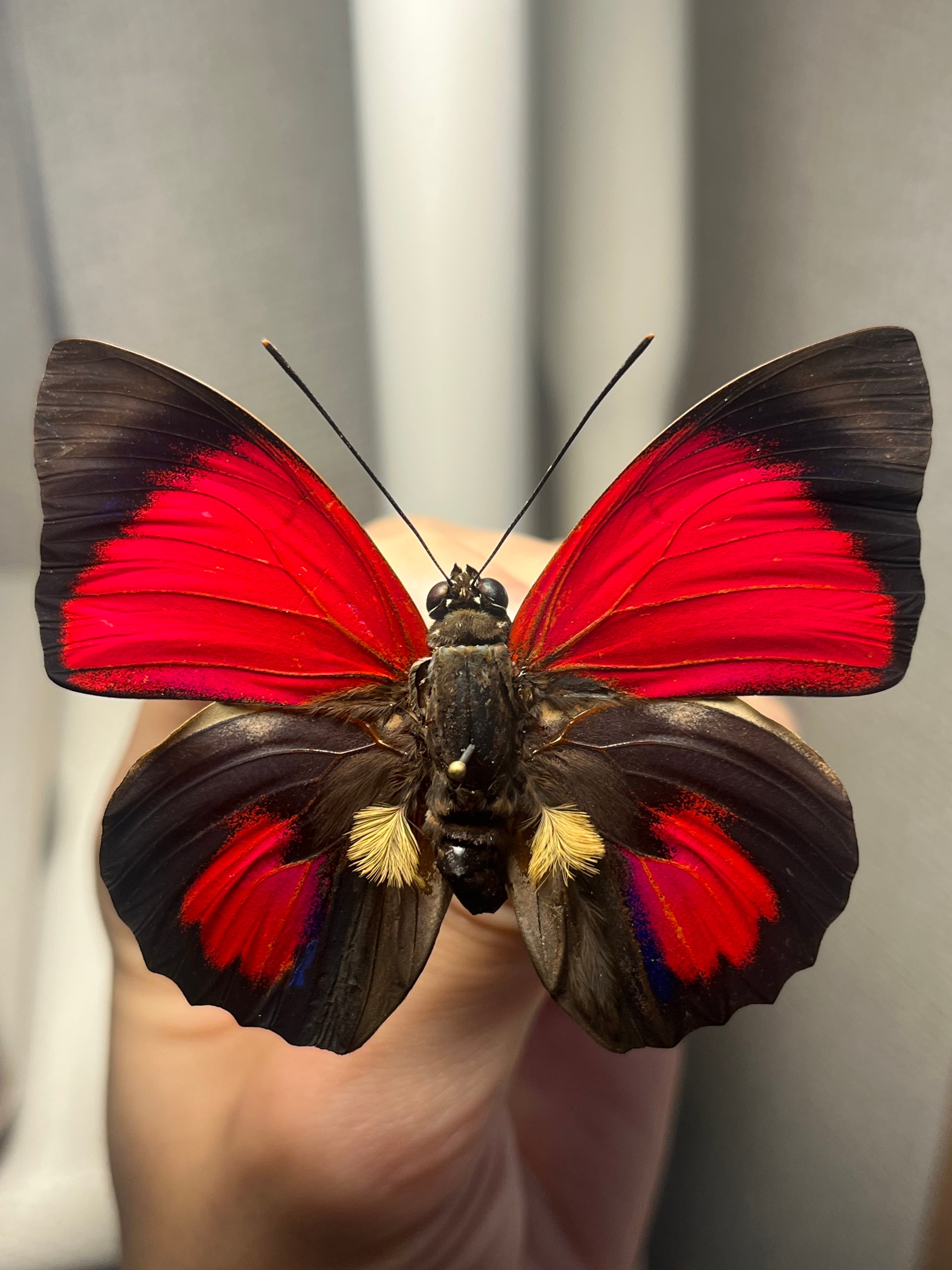 アグリアスペリクレスペリクレス♂ ペリクレスミイロタテハ 標本