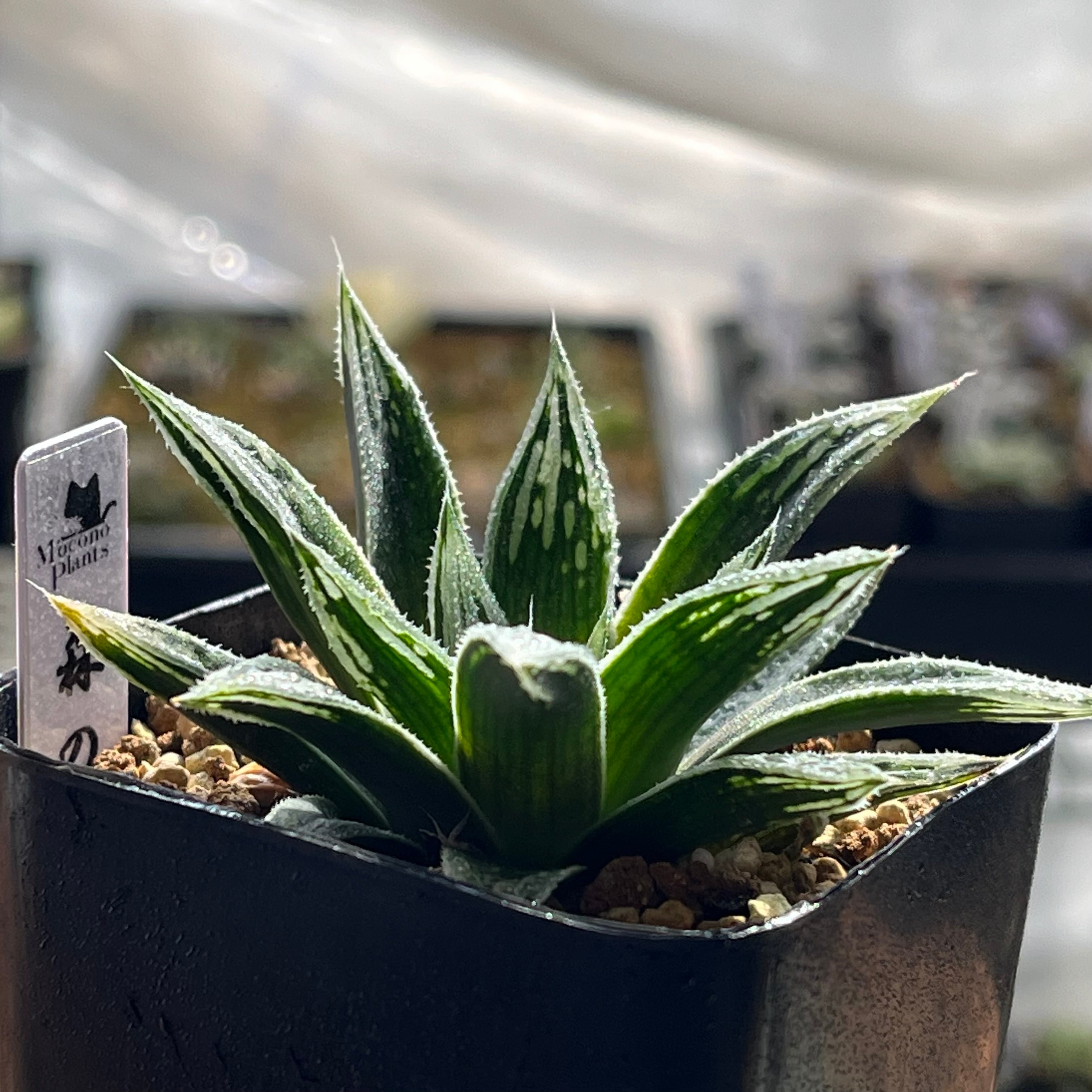 ハオルチア 森の雫 | mocono_plants