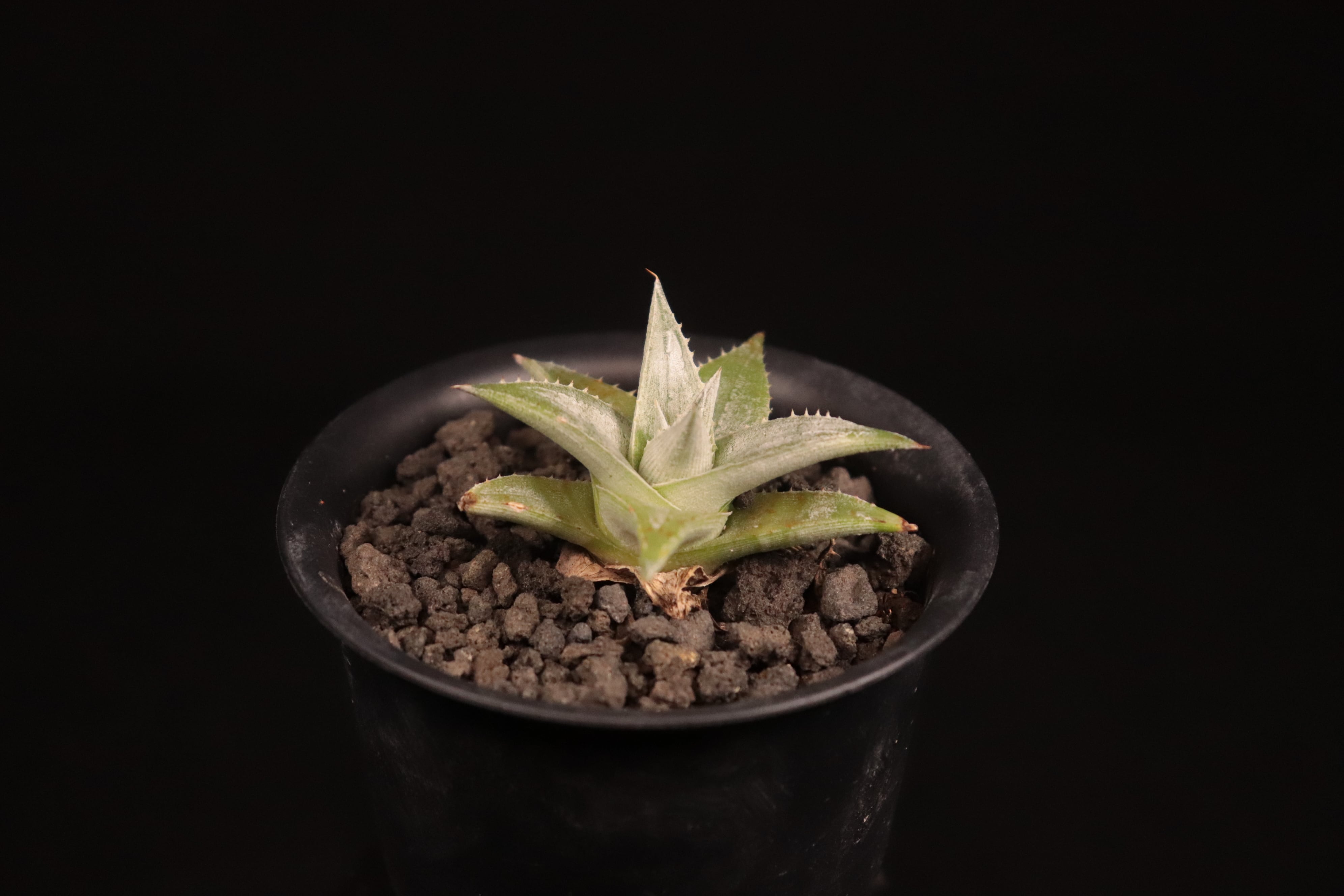 送料無料】Dyckia 'Zebra'〔ディッキア〕現品発送D0474 | plane plants