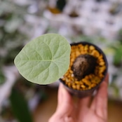 Stephania kaweesakii / ステファニア カウィーサキー㉖/ 観葉植物