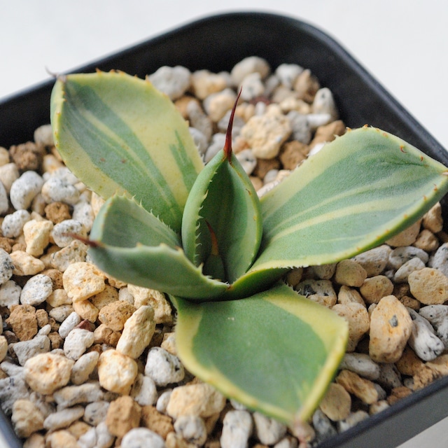 アガベ パリー トランカータ ライムストリーク No.1