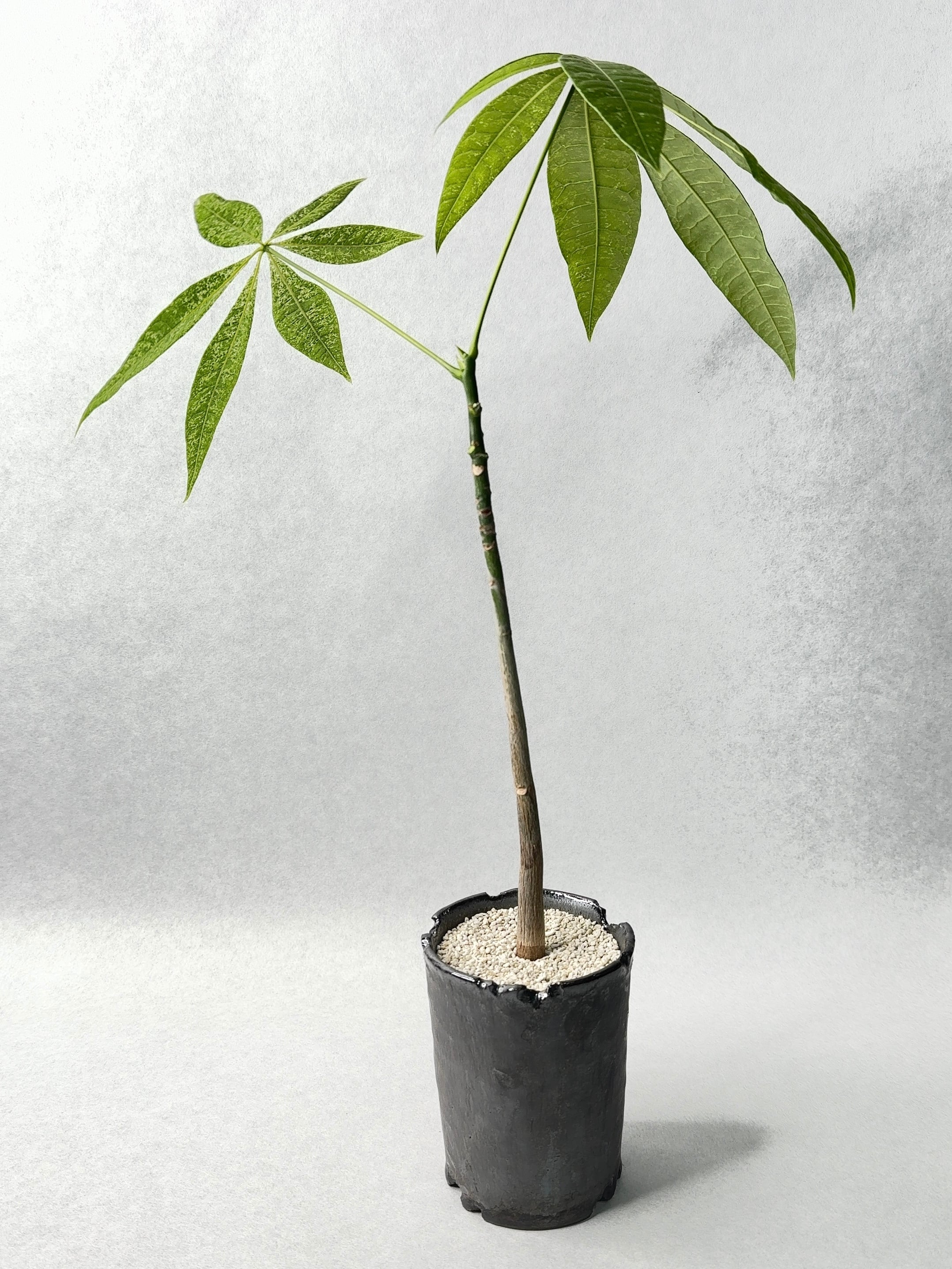 パキラ ミルキーウェイ 実生 58.パキラ・ミルキーウェイ実生 | trigger