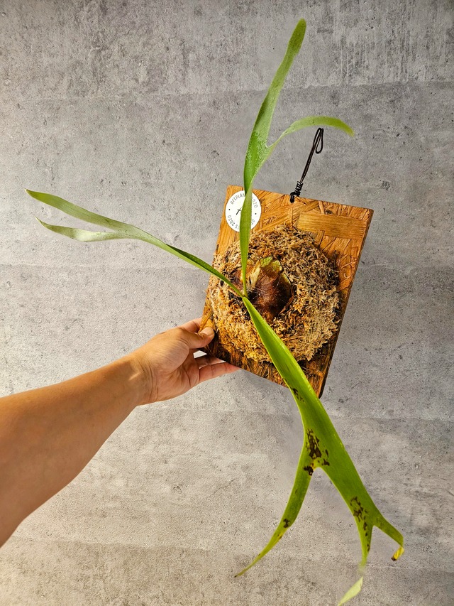 P. Hellfire 【artPLANTs】ビカクシダ/Platycerium