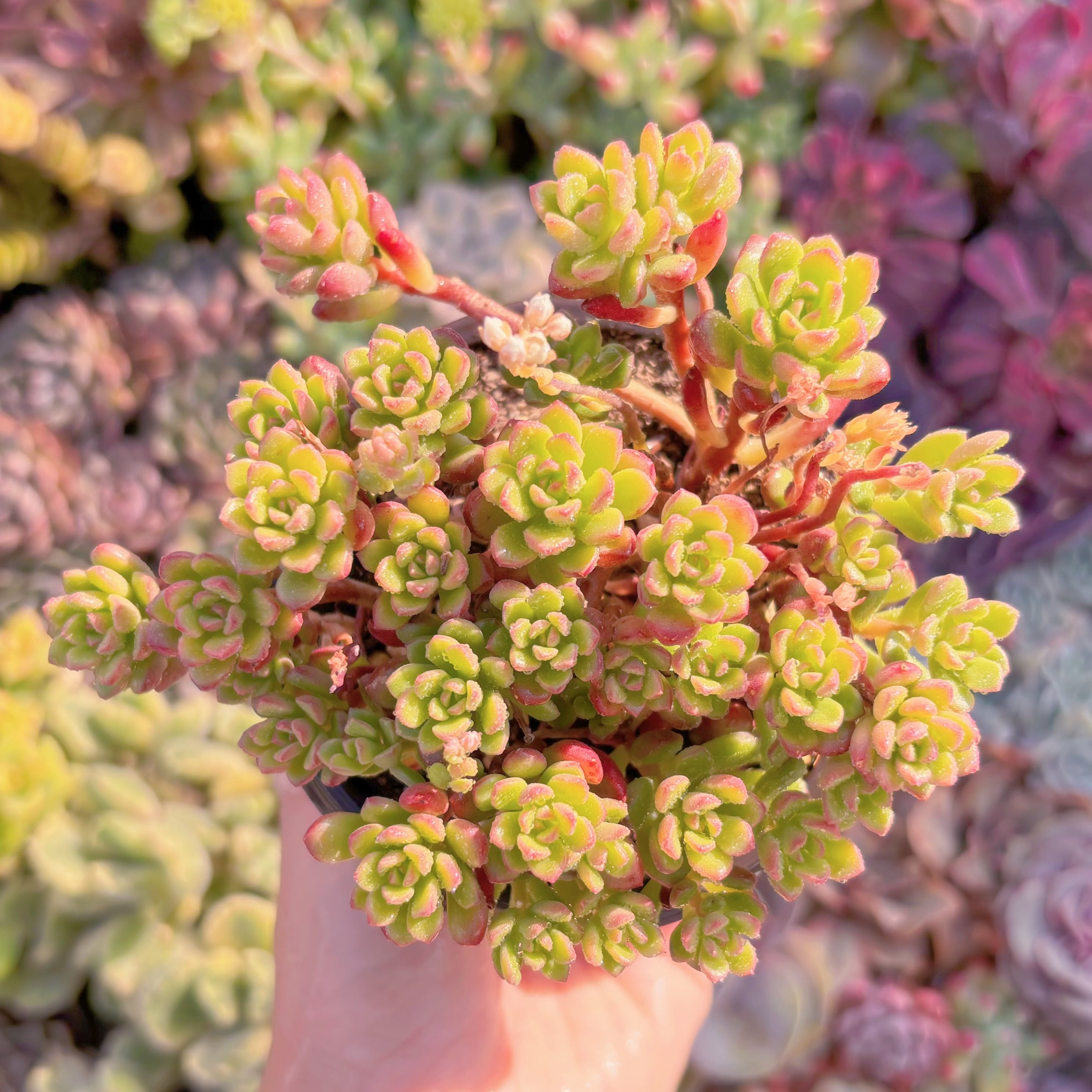 現品　ジョイスタロック#M124　新入荷　るる農園