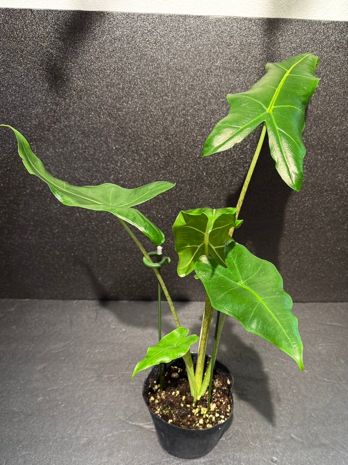 サリアン アロカシア 観葉植物 4号 希少 | 観葉植物と雑貨のお店