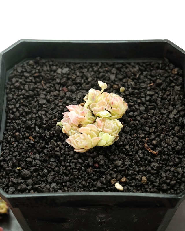 カット苗 コンキュバイン ミニ株3コセット Echeveria 'Concubine' カット苗 コンキュバイン ミニ株3コセット Echeveria 'Concubine'