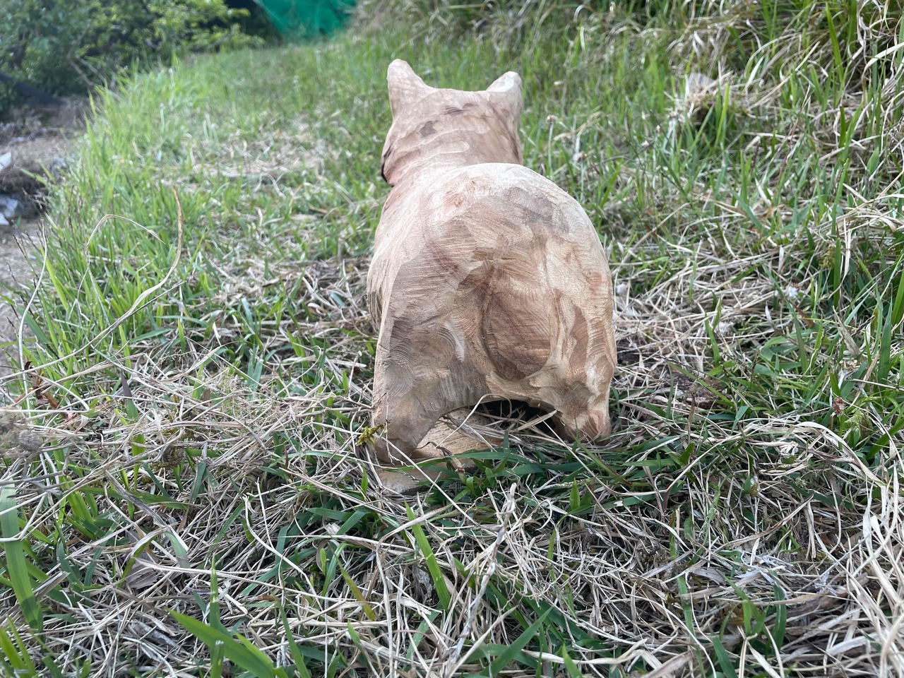 猫のヒゲ集め