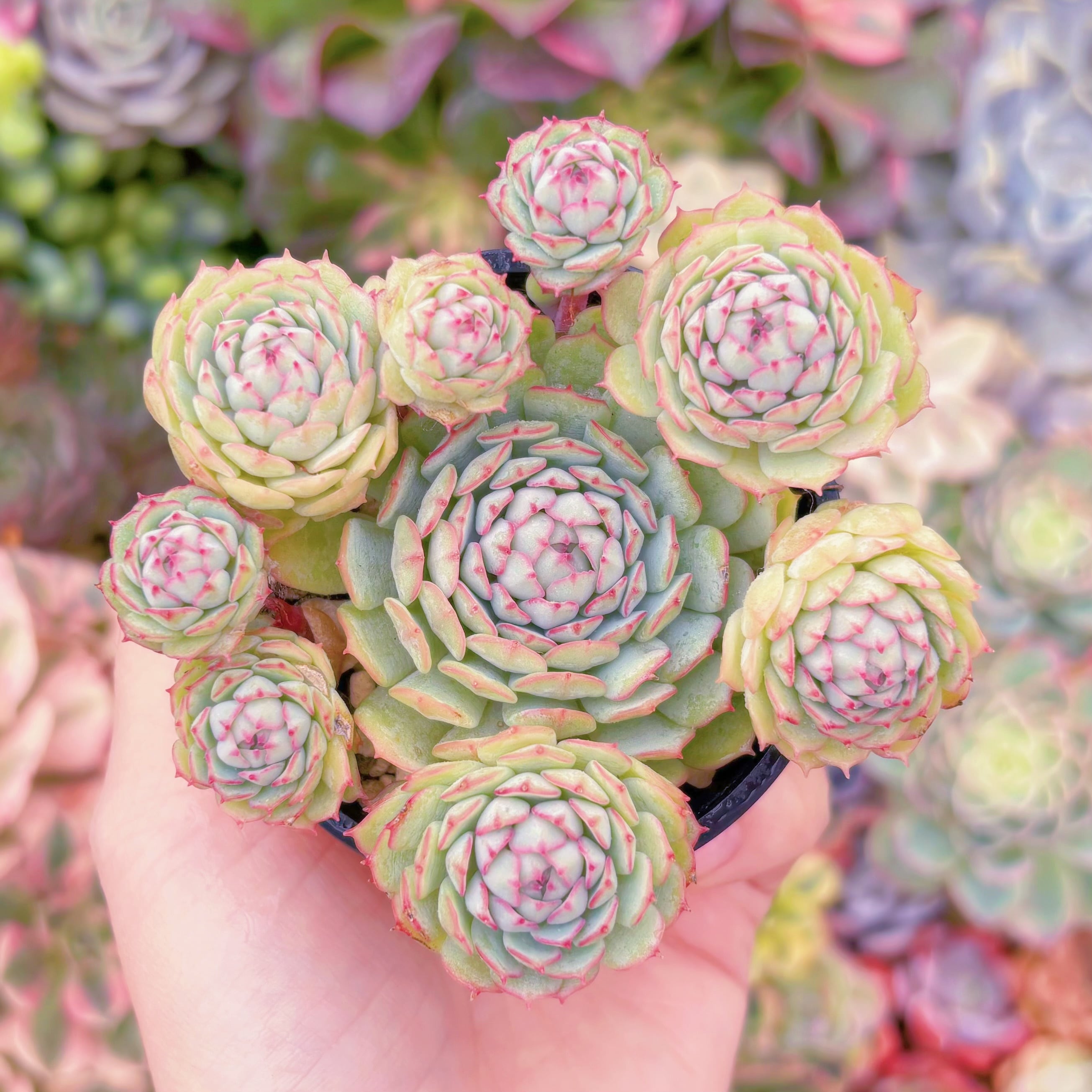 現品　グロブローサx静夜#644　群生　新入荷　るる農園