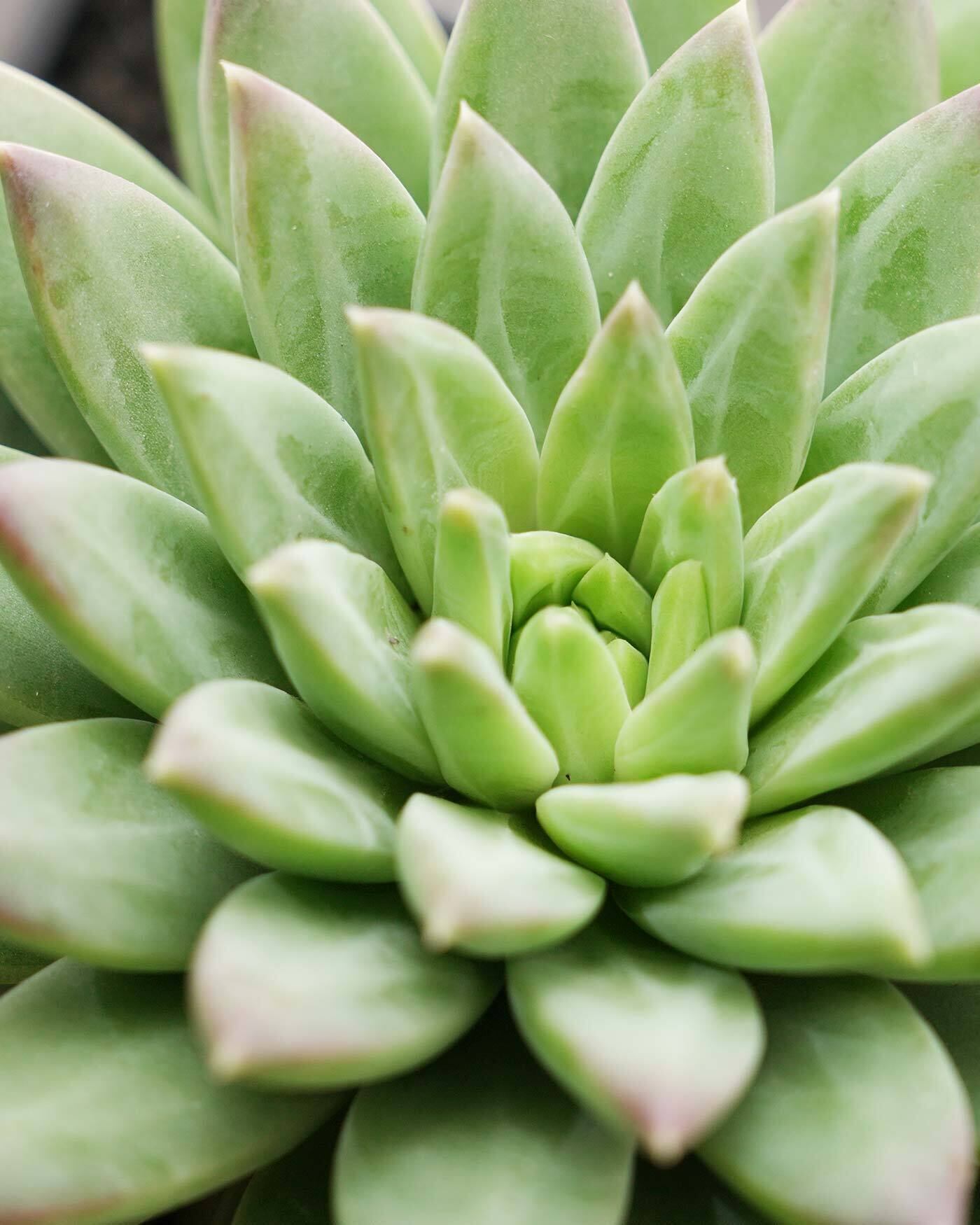 発根済カット苗 ダークモンスター 大株 Echeveria 'Dark Monster