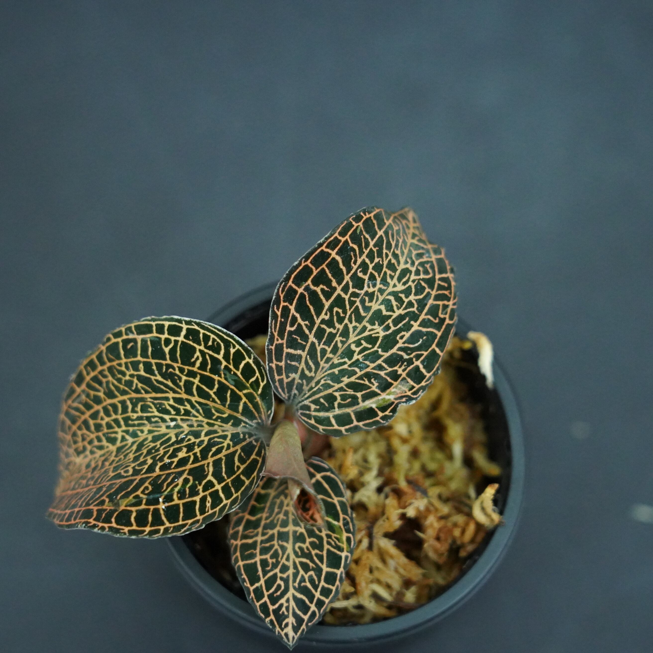 ◆現品◆アネクトキルス sp (Rose Gold)【ジュエルオーキッド宝石蘭/石崎バイオ】#656