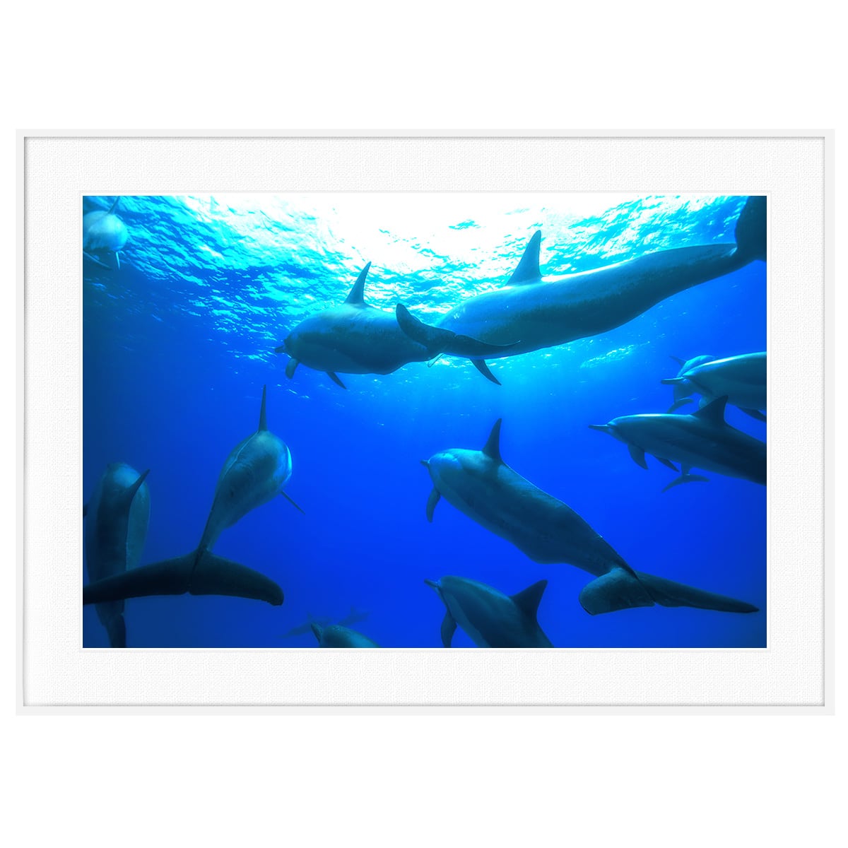 夏写真 イルカ インテリアアートポスター額装 AS0522 | インテリア