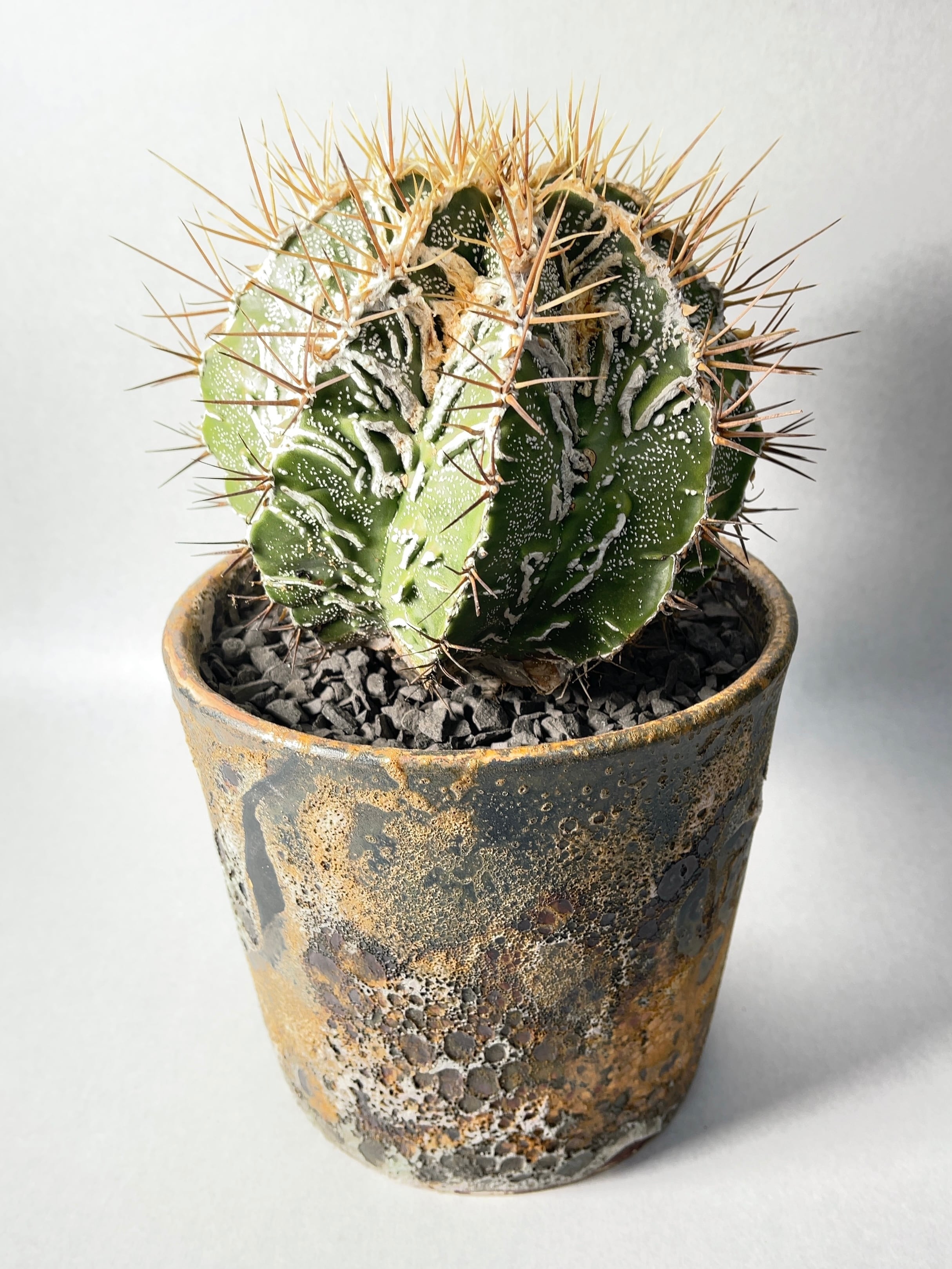 レアサボテンコレクション・アストロフィツム・白条複隆般若モンストinわけけのお店 アストロフィツム・白条複隆般若モンストローサ | trigger